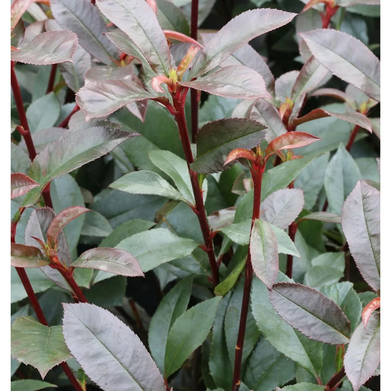 Kompakte Glanzmispel 40-60cm - Photinia fraseri günstig online kaufen