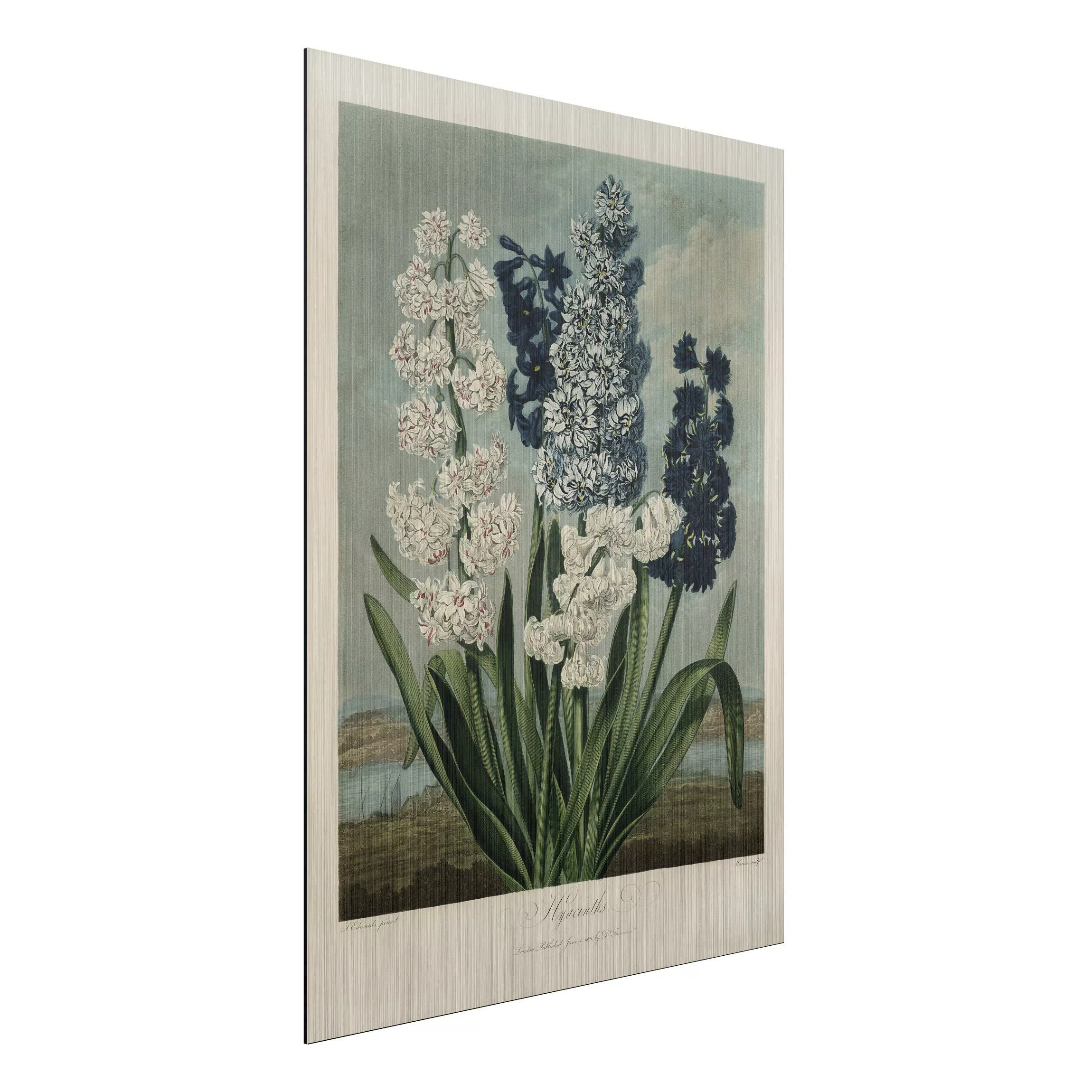 Alu-Dibond Bild Botanik Vintage Illustration Blaue und weiße Hyazinthen günstig online kaufen