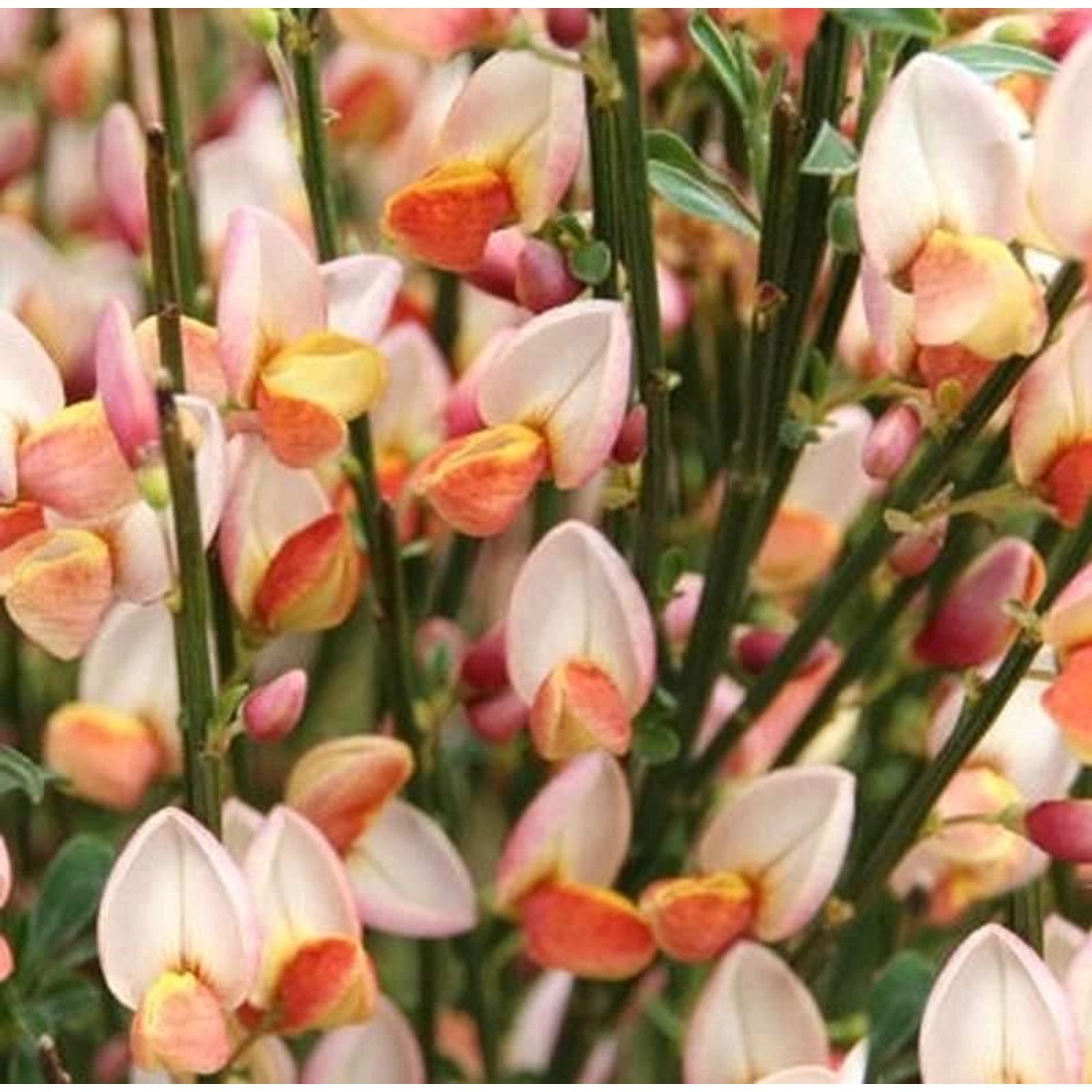 Edelginster Zeelandia 60-80cm - Cytisus scoparius günstig online kaufen