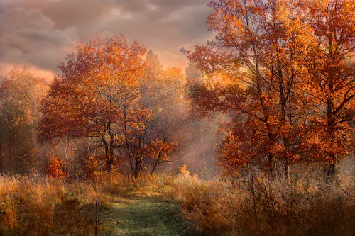 Papermoon Fototapete »HERBST-WALD-ROTE EICHEN BAUM NATUR PFLANZE SONNE NEBE günstig online kaufen