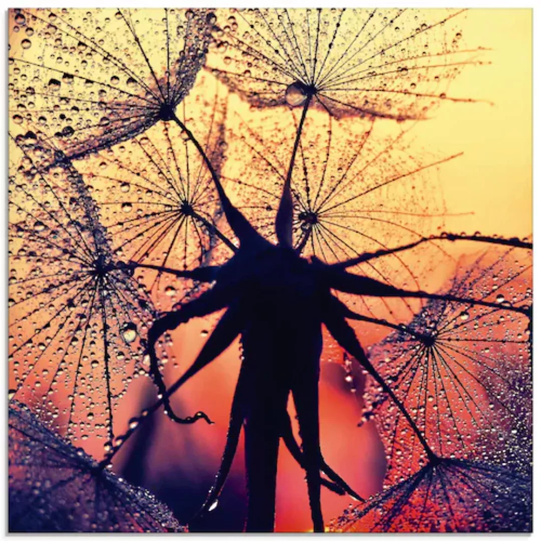 Artland Glasbild "Pusteblume im Sonnenuntergang", Blumen, (1 St.), in versc günstig online kaufen