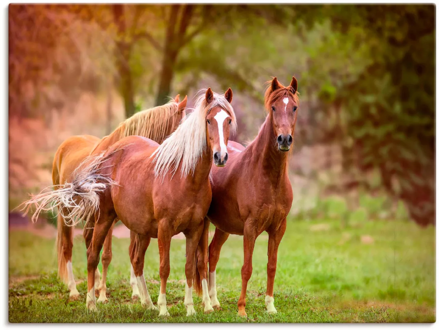 Artland Wandbild »Pferde in den Feldern I«, Haustiere, (1 St.), als Leinwan günstig online kaufen