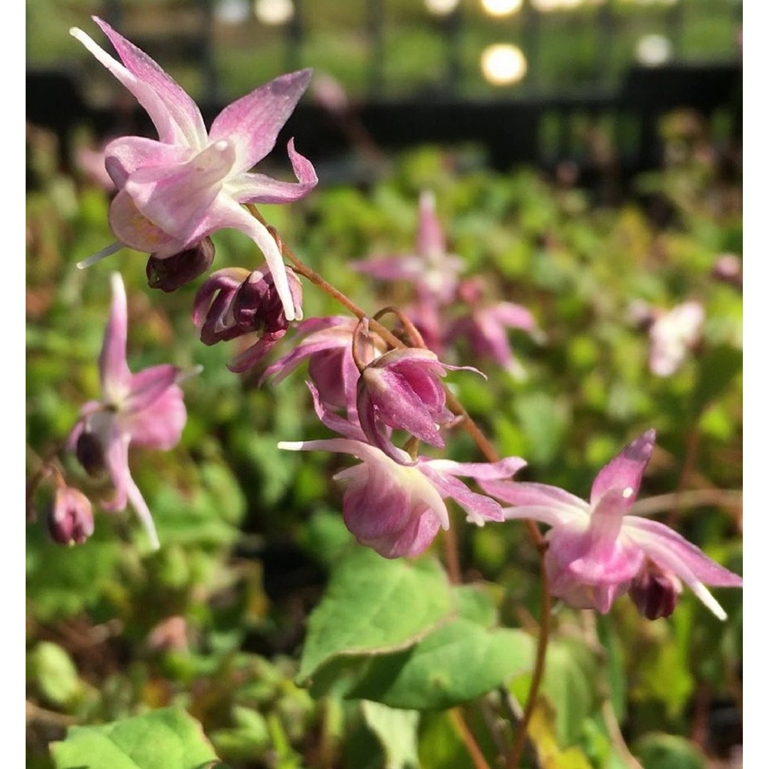 Elfenblume Akebono - Epimedium grandiflorum günstig online kaufen