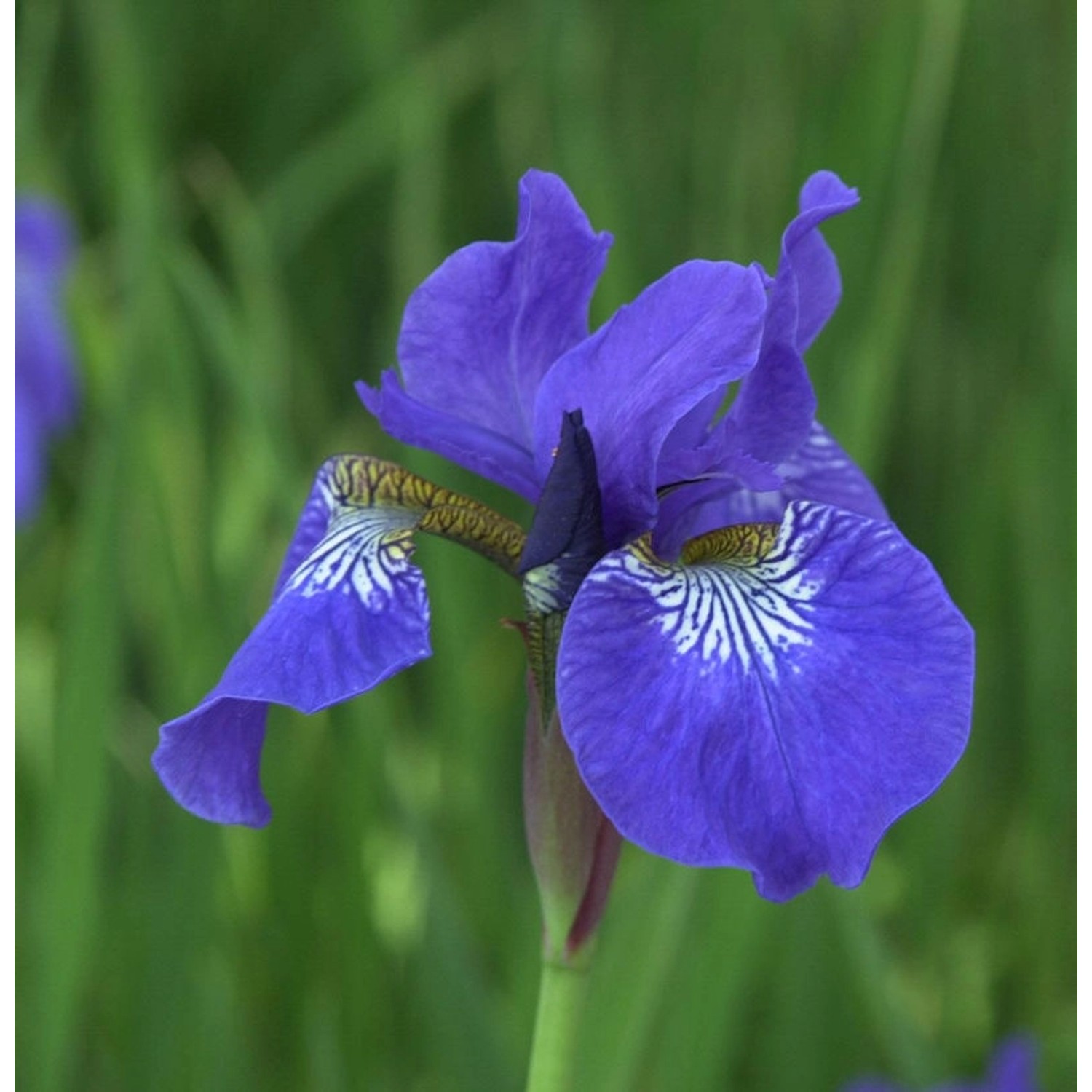 Sibirische Wieseniris Elfe - Iris sibirica günstig online kaufen