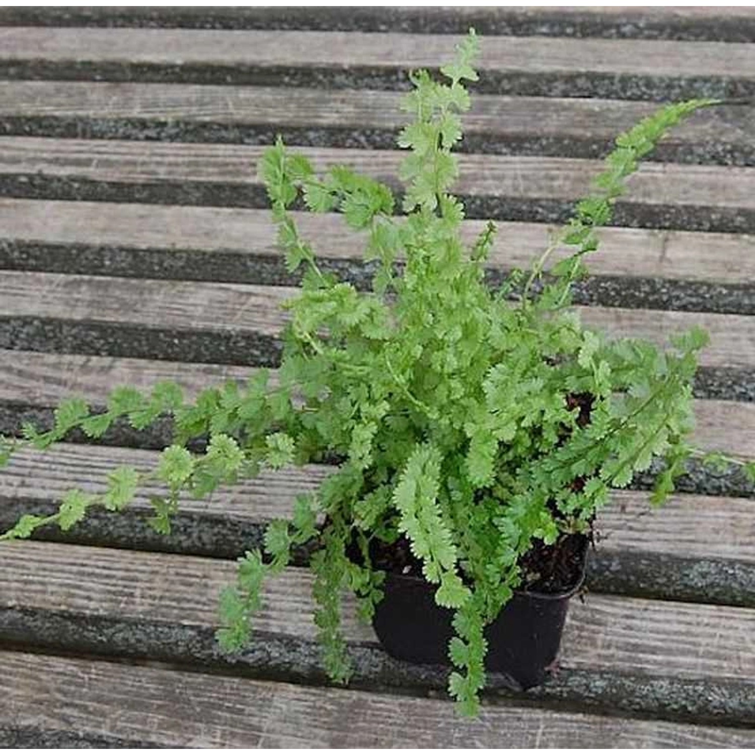 Frauenfarn Frizelliae - Athyrium filix femina günstig online kaufen