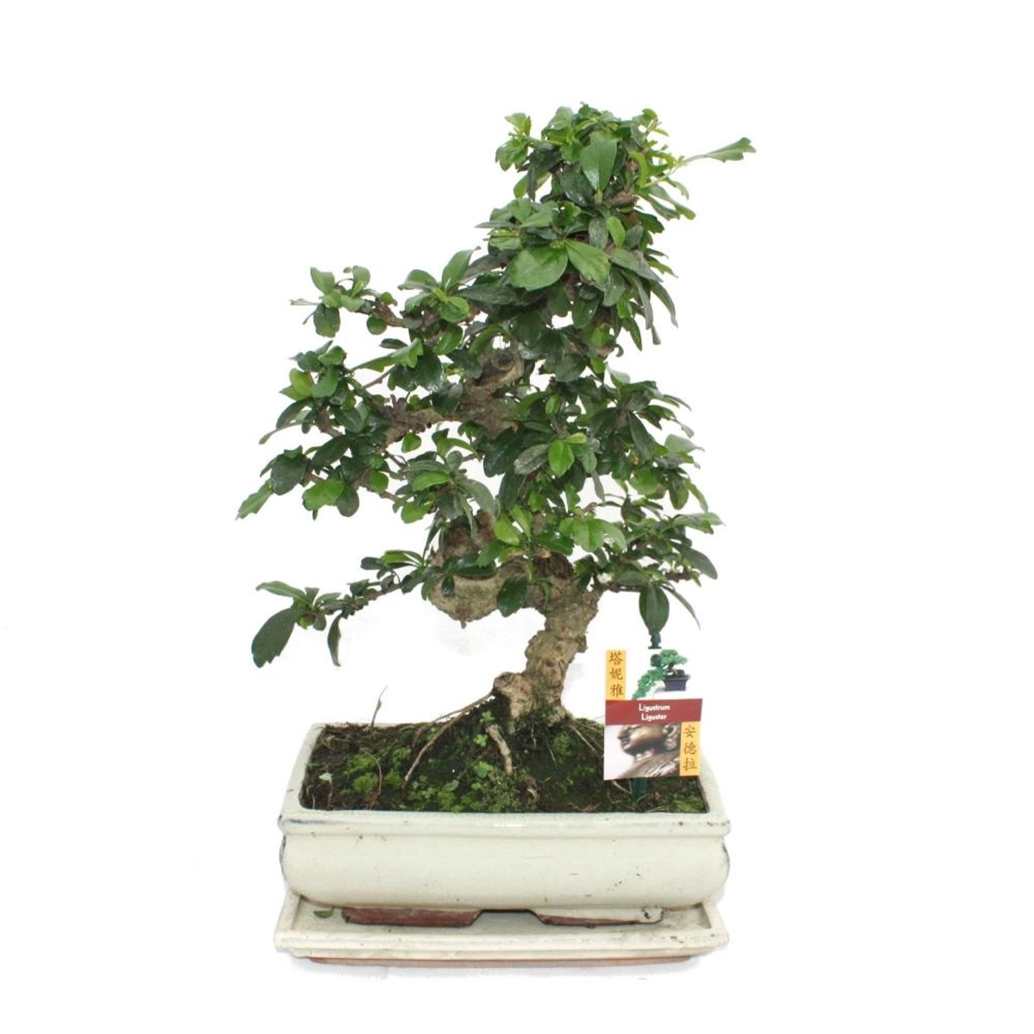 Exotenherz Bonsai Fukientee Carmona Microphylla ca. 10 Jahre günstig online kaufen