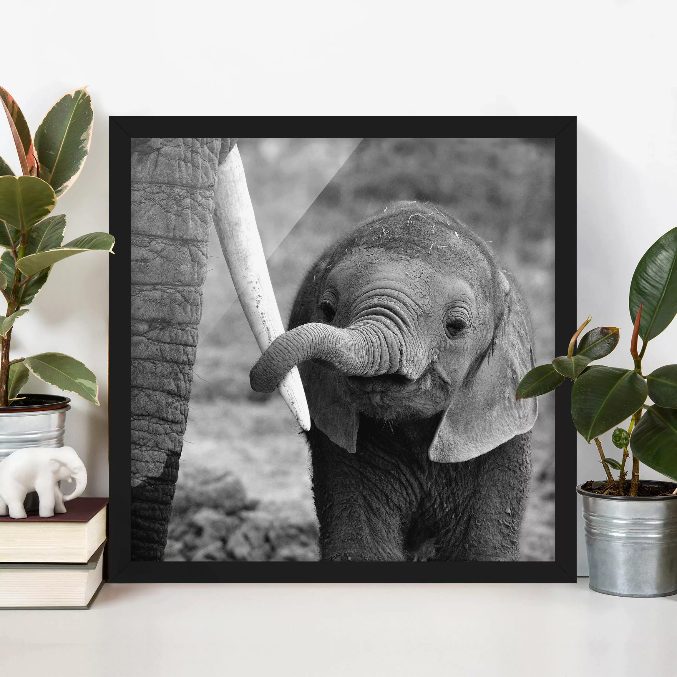 Bild mit Rahmen Schwarz-Weiß - Quadrat Elefantenbaby günstig online kaufen