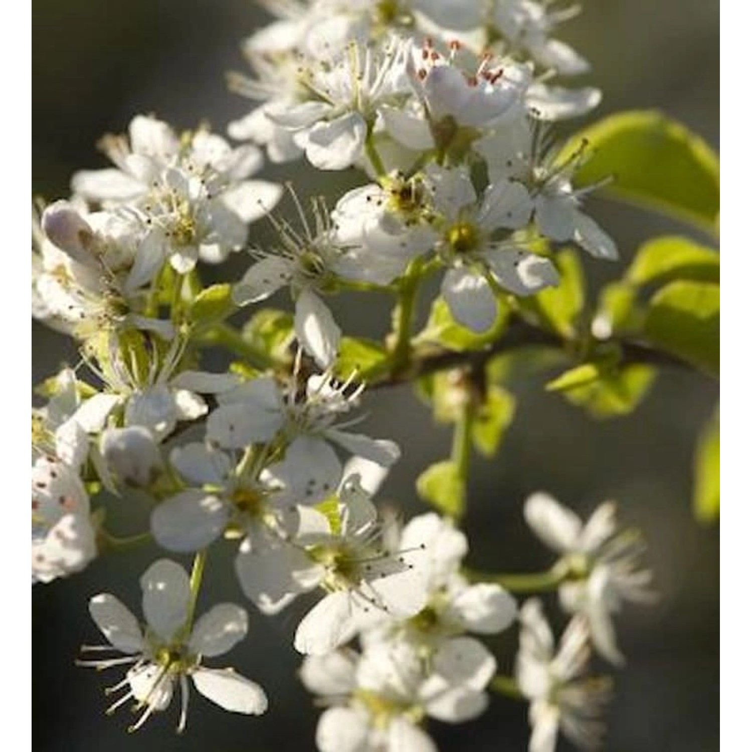 Steinweichsel 100-125cm - Prunus mahaleb günstig online kaufen