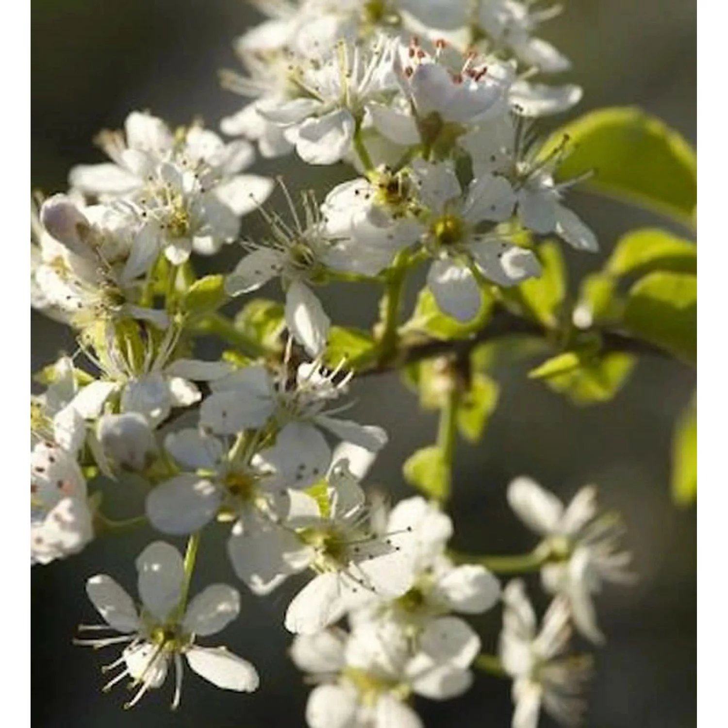 Steinweichsel 60-80cm - Prunus mahaleb günstig online kaufen