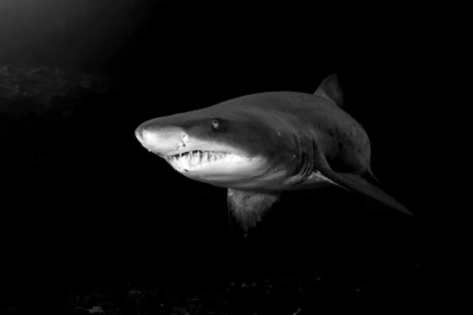 Papermoon Fototapete »Haifisch Schwarz & Weiß« günstig online kaufen