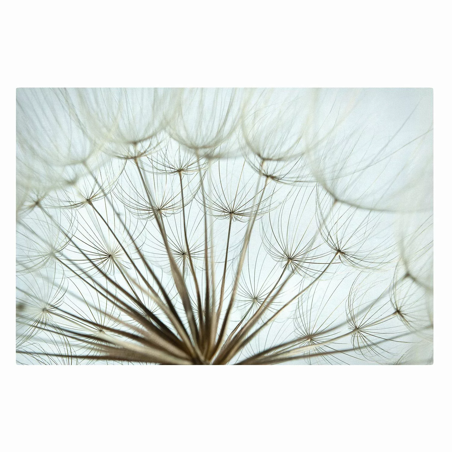 Leinwandbild Blumen - Querformat Schöne Pusteblume Makroaufnahme günstig online kaufen