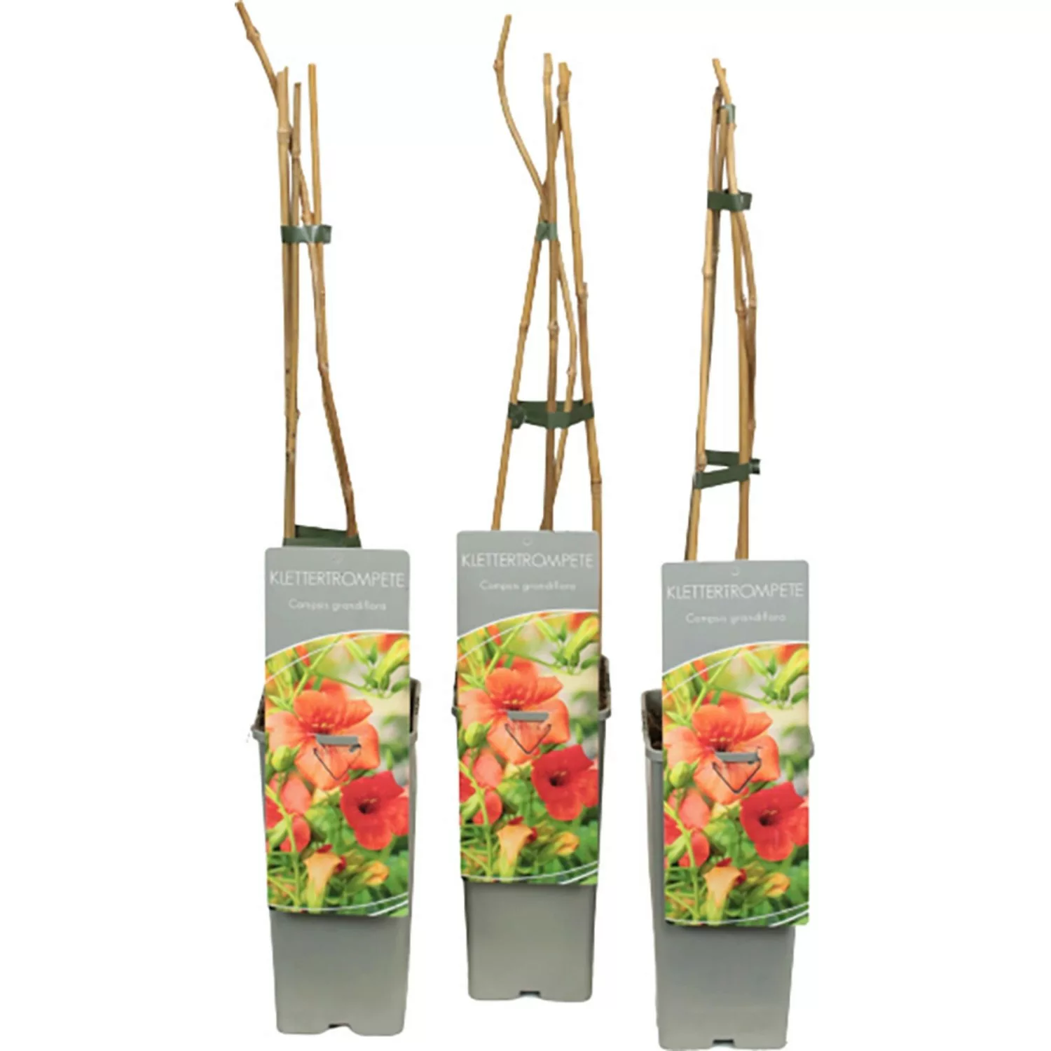 Chinesische Klettertrompete Höhe ca. 40 - 60 cm Topf ca. 2 l Campsis grandi günstig online kaufen