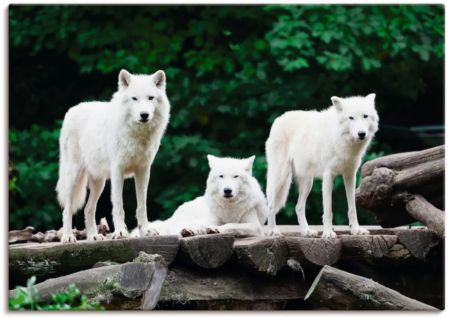 Artland Wandbild "Arktische Wölfe", Wildtiere, (1 St.) günstig online kaufen