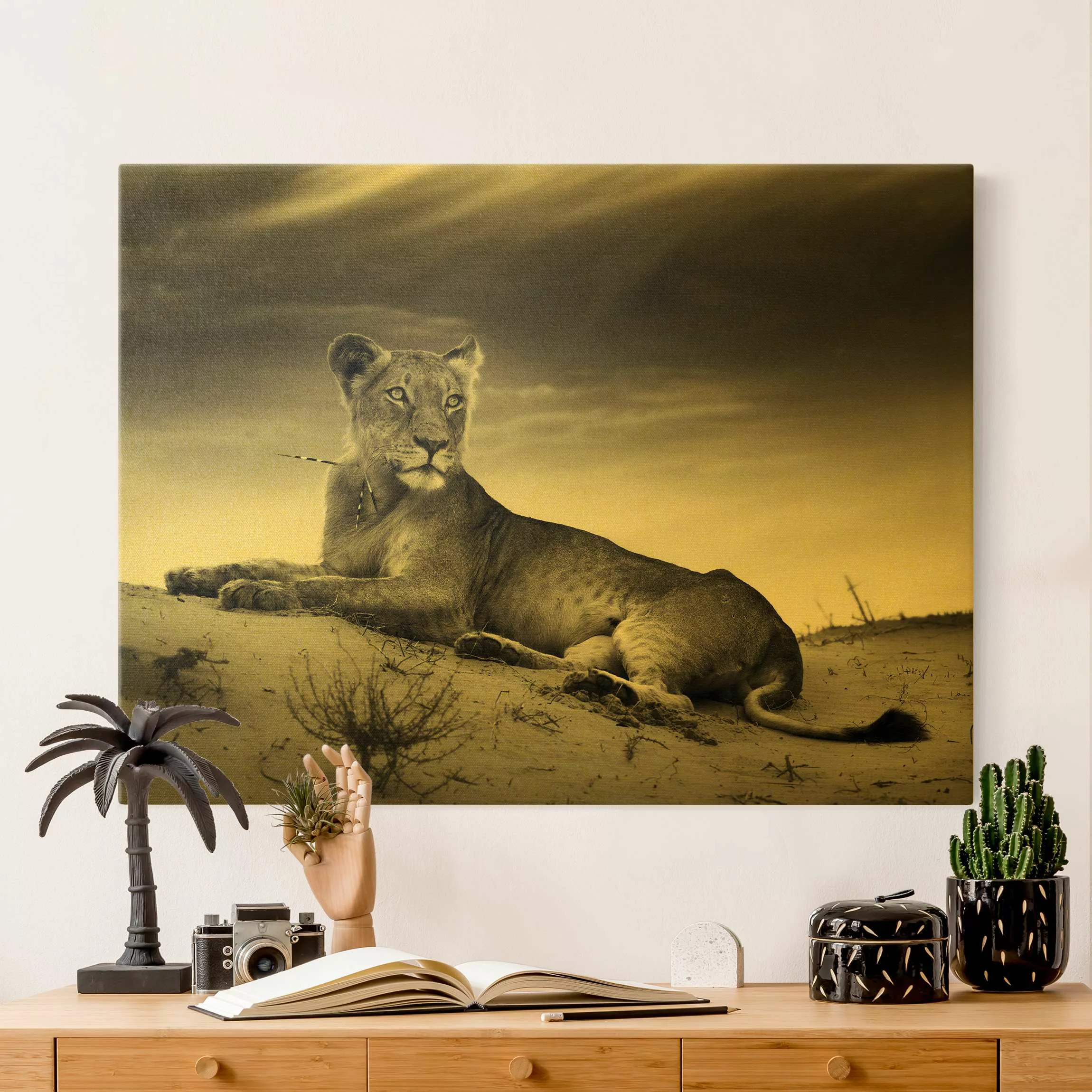 Leinwandbild Resting Lion günstig online kaufen
