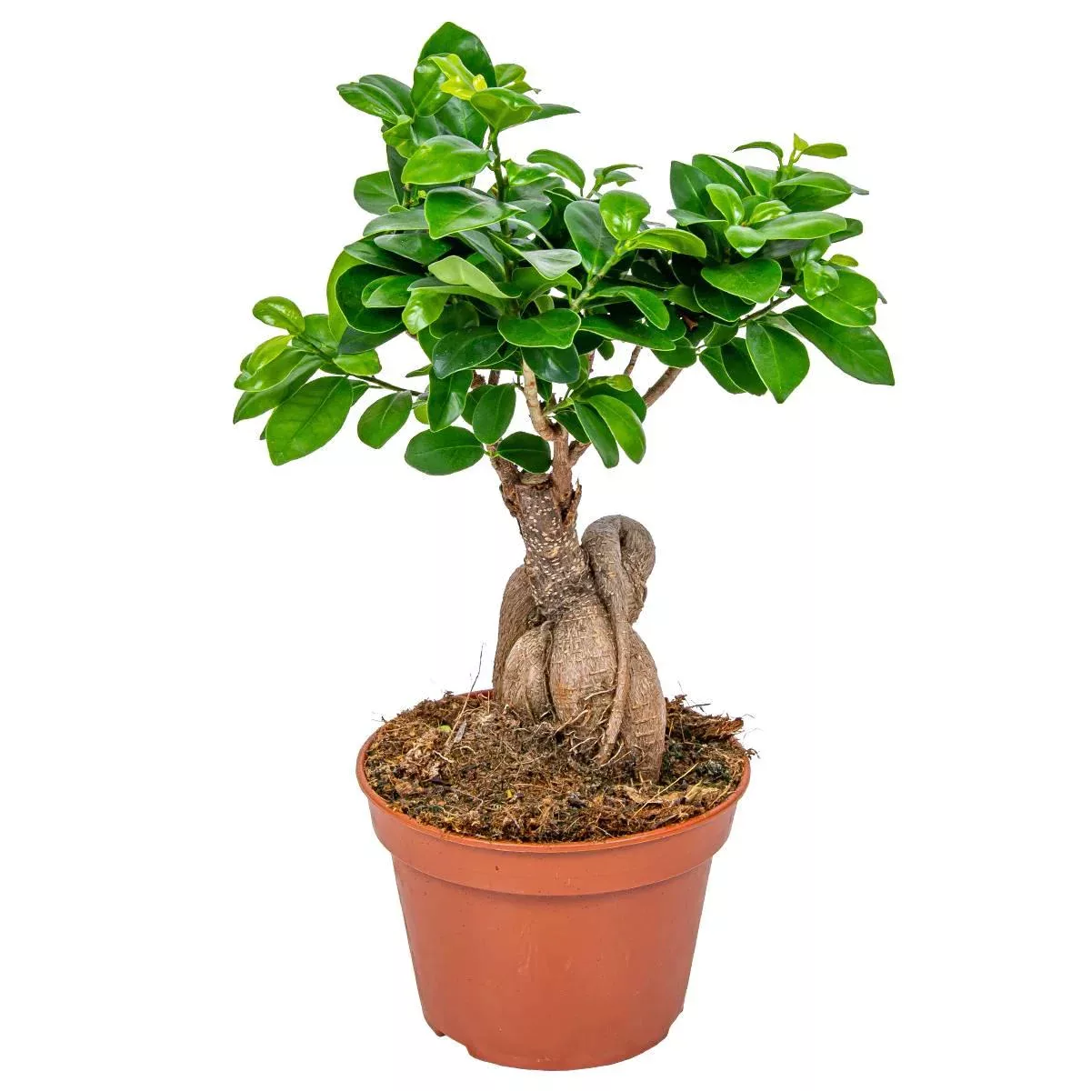 Casa Caron | Bonsai-Baum-Ginseng günstig online kaufen