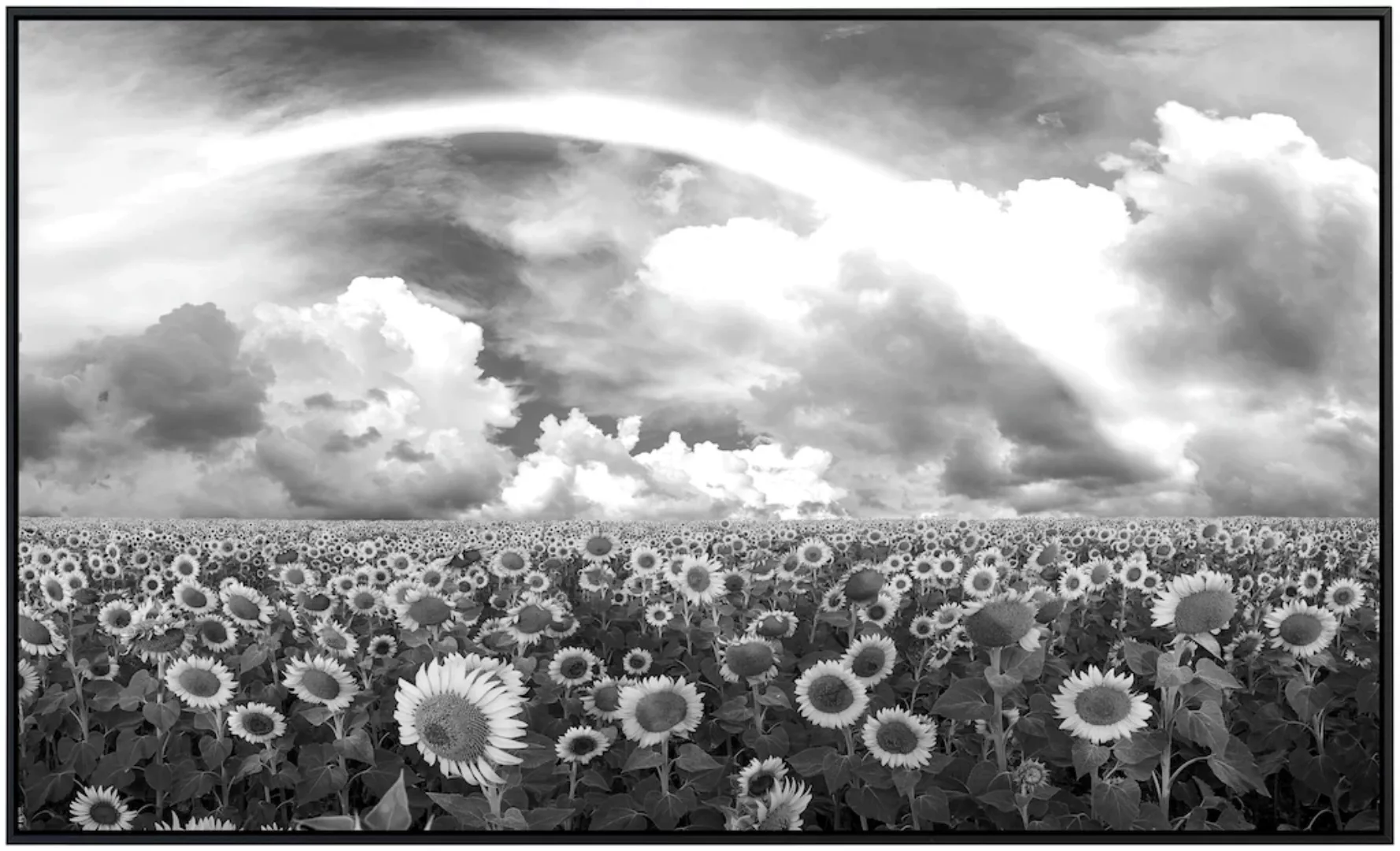 Papermoon Infrarotheizung »Sonnenblumenfeld Schwarz & Weiß«, sehr angenehme günstig online kaufen