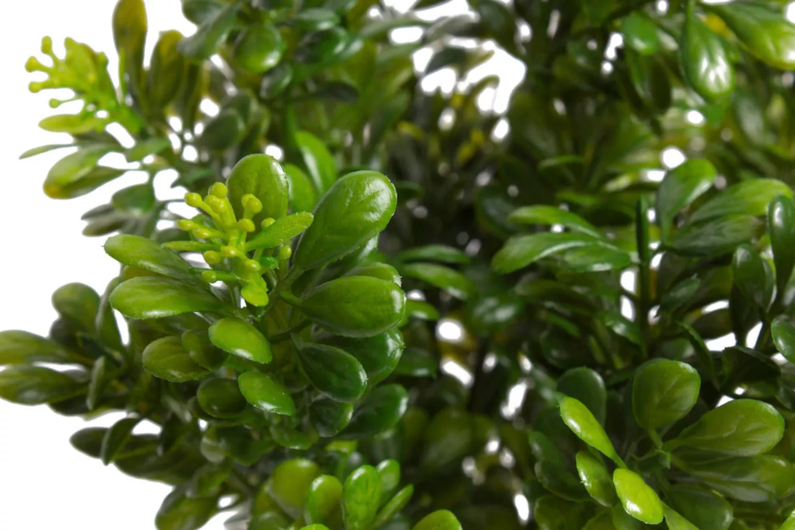 Botanic-Haus Künstliche Zimmerpflanze "Buchsbusch mit 7 Stielen" günstig online kaufen