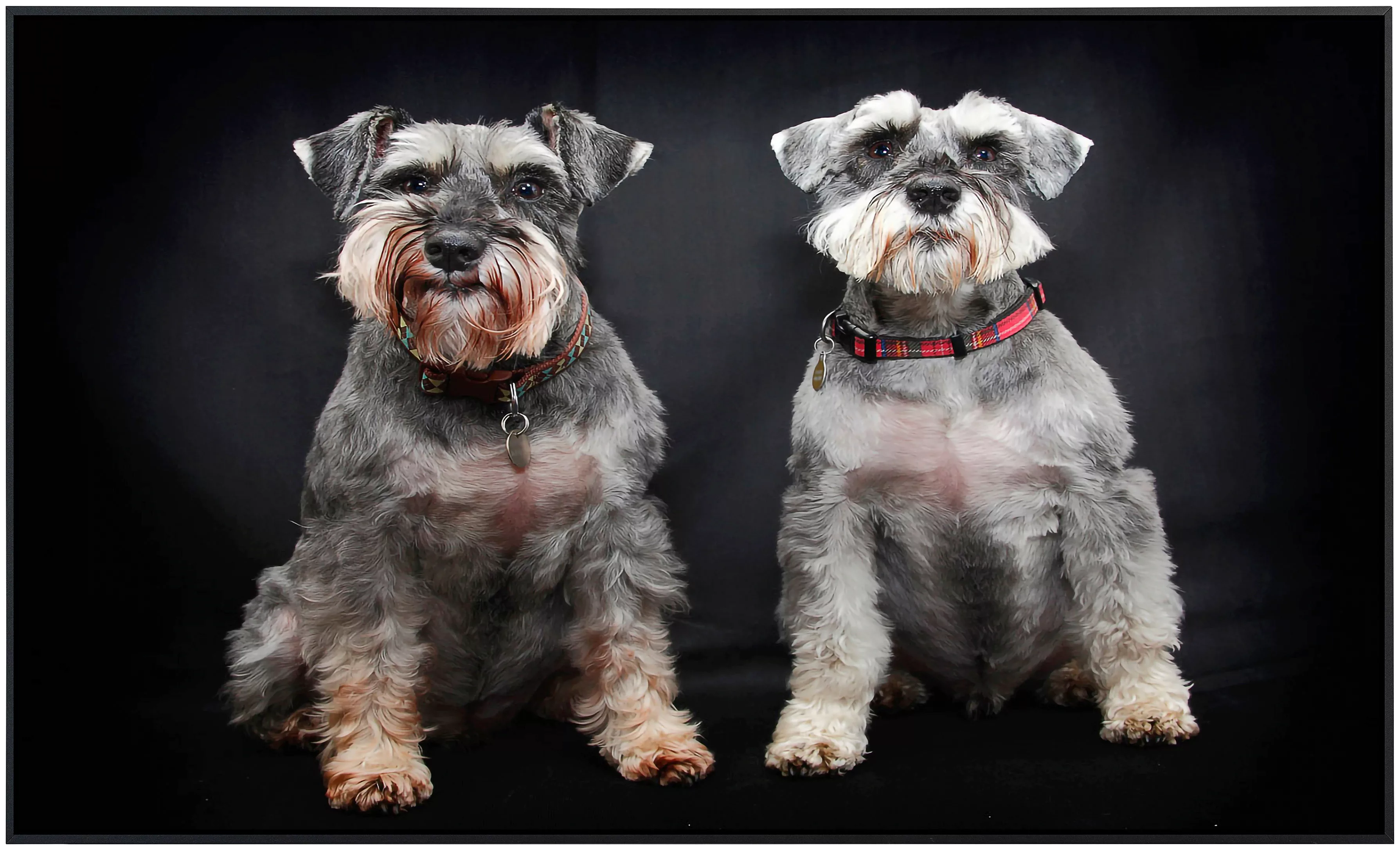 Papermoon Infrarotheizung »Hunde« günstig online kaufen
