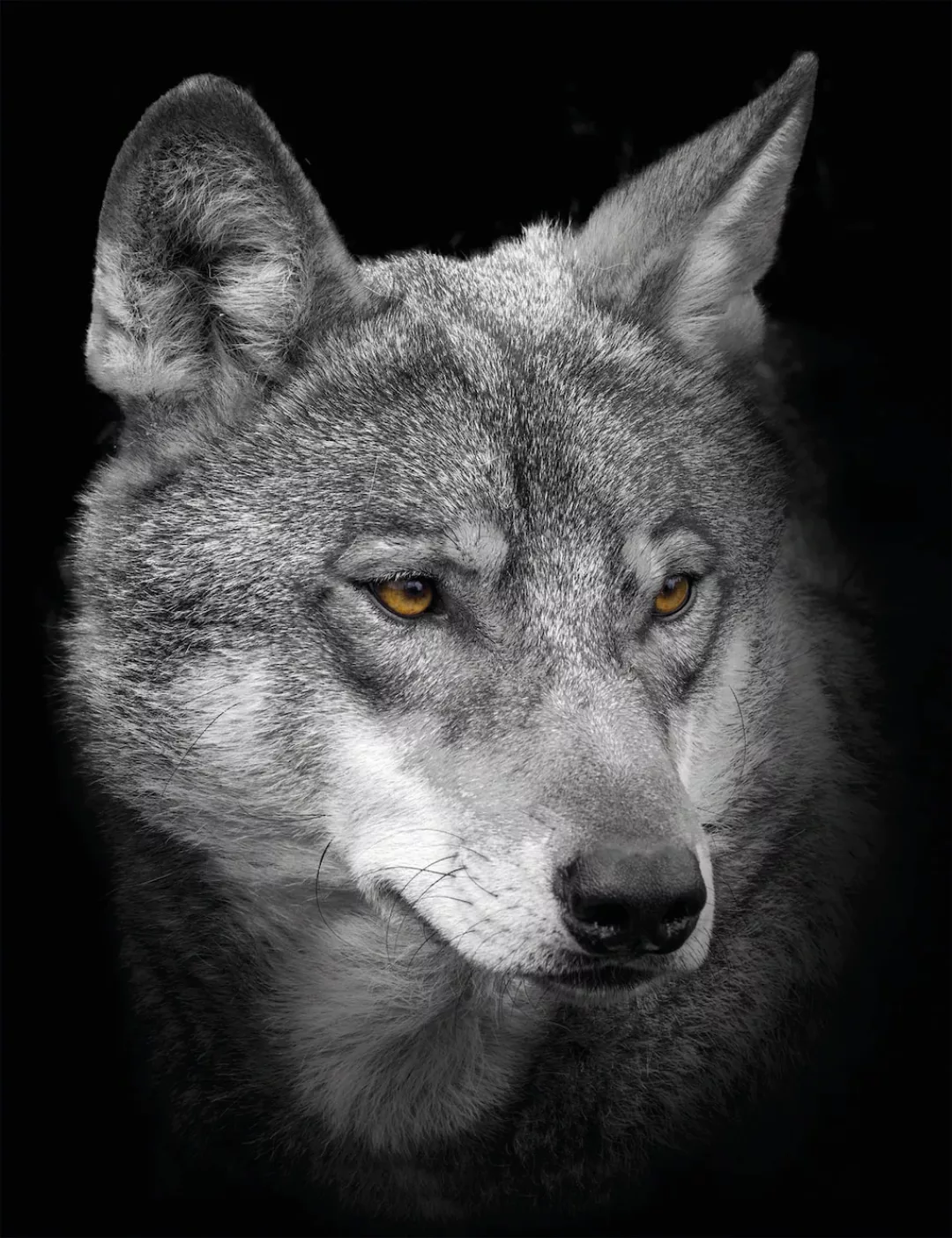 Bönninghoff Keilrahmenbild Wolf B/L: ca. 46x61 cm günstig online kaufen