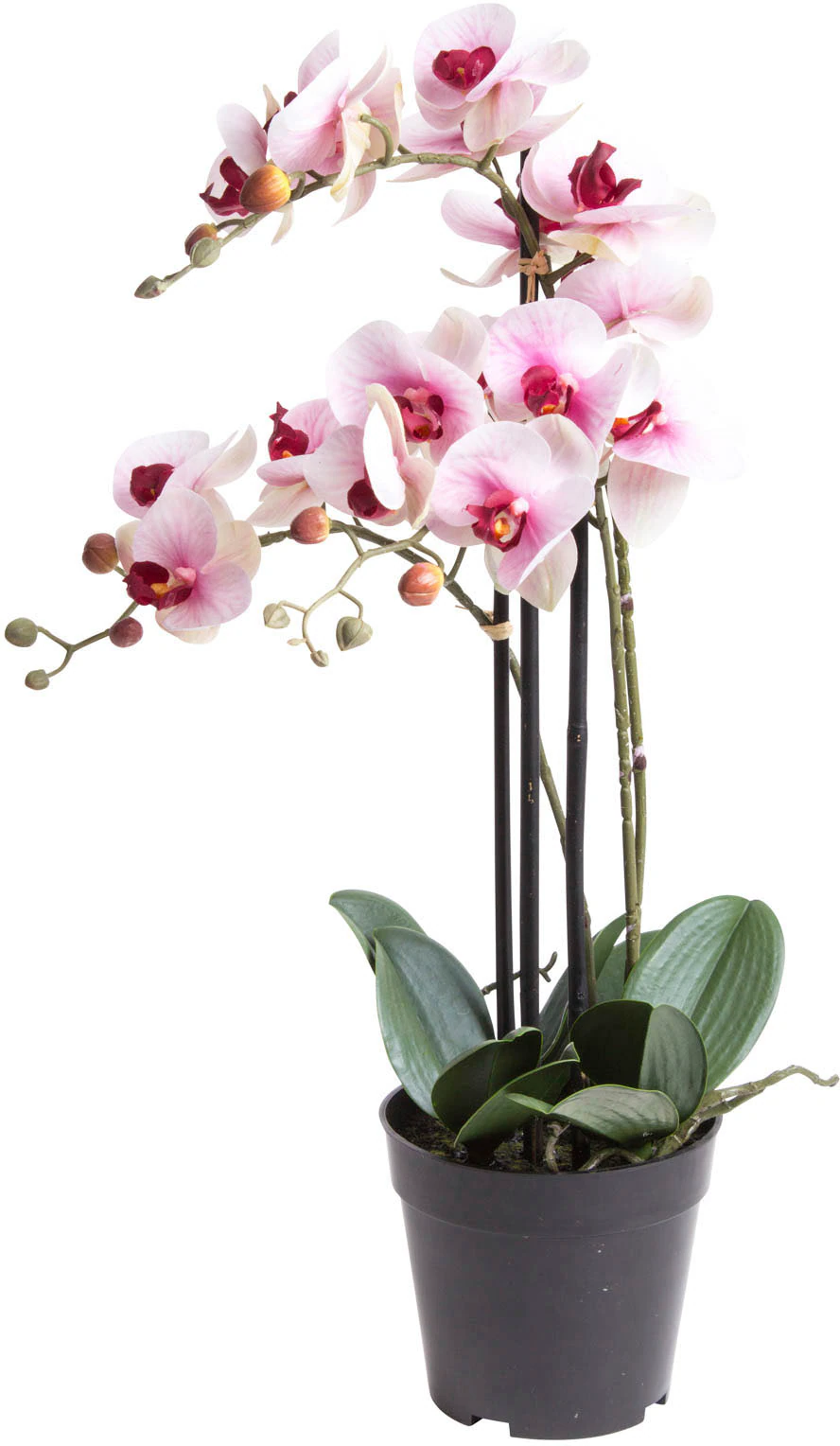 Botanic-Haus Kunstorchidee "Orchidee Bora" günstig online kaufen