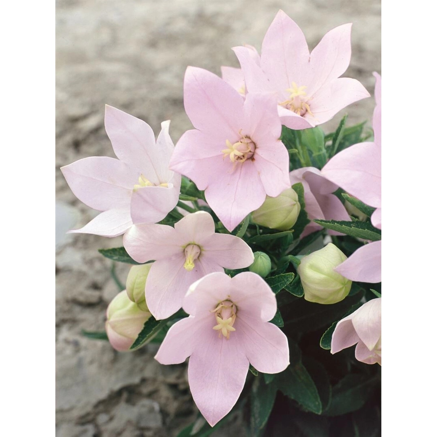 Platycodon Grandiflorus Fuji Pink Ballonblume Ca. 9x9 cm Topf günstig online kaufen