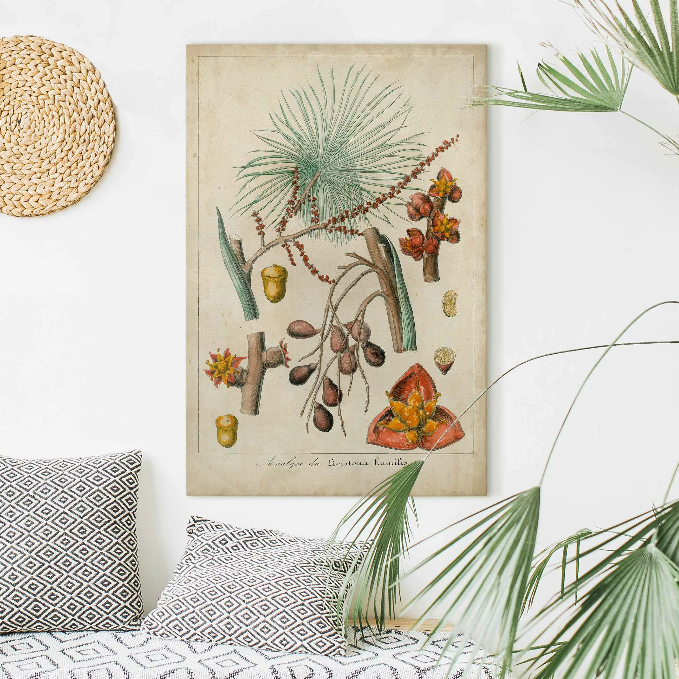 Leinwandbild Vintage Lehrtafel Exotische Palmen III günstig online kaufen