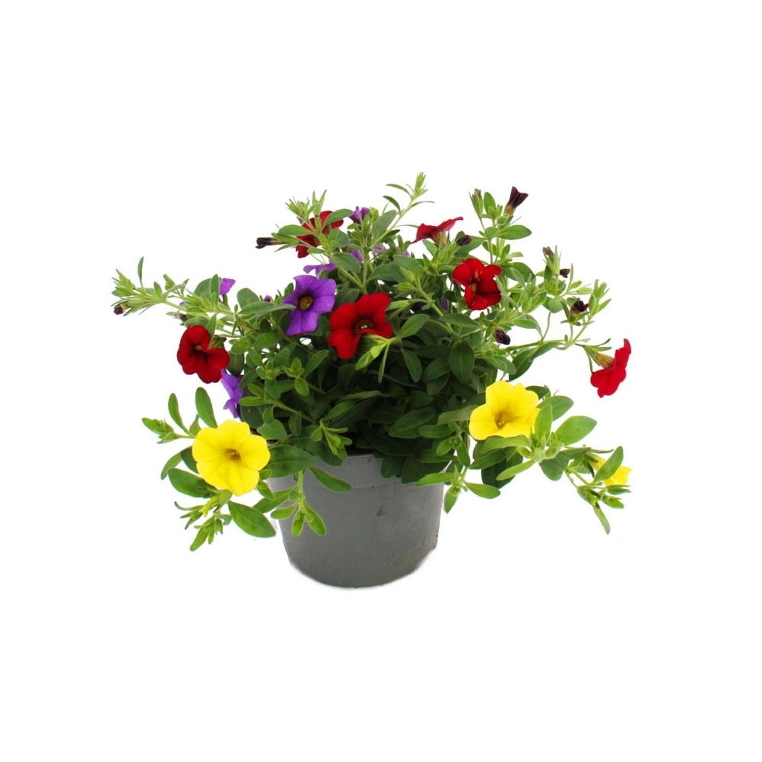 Exotenherz Zauberglöckchen Minihängepetunie Calibrachoa 12cm Topf Set mit 3 günstig online kaufen