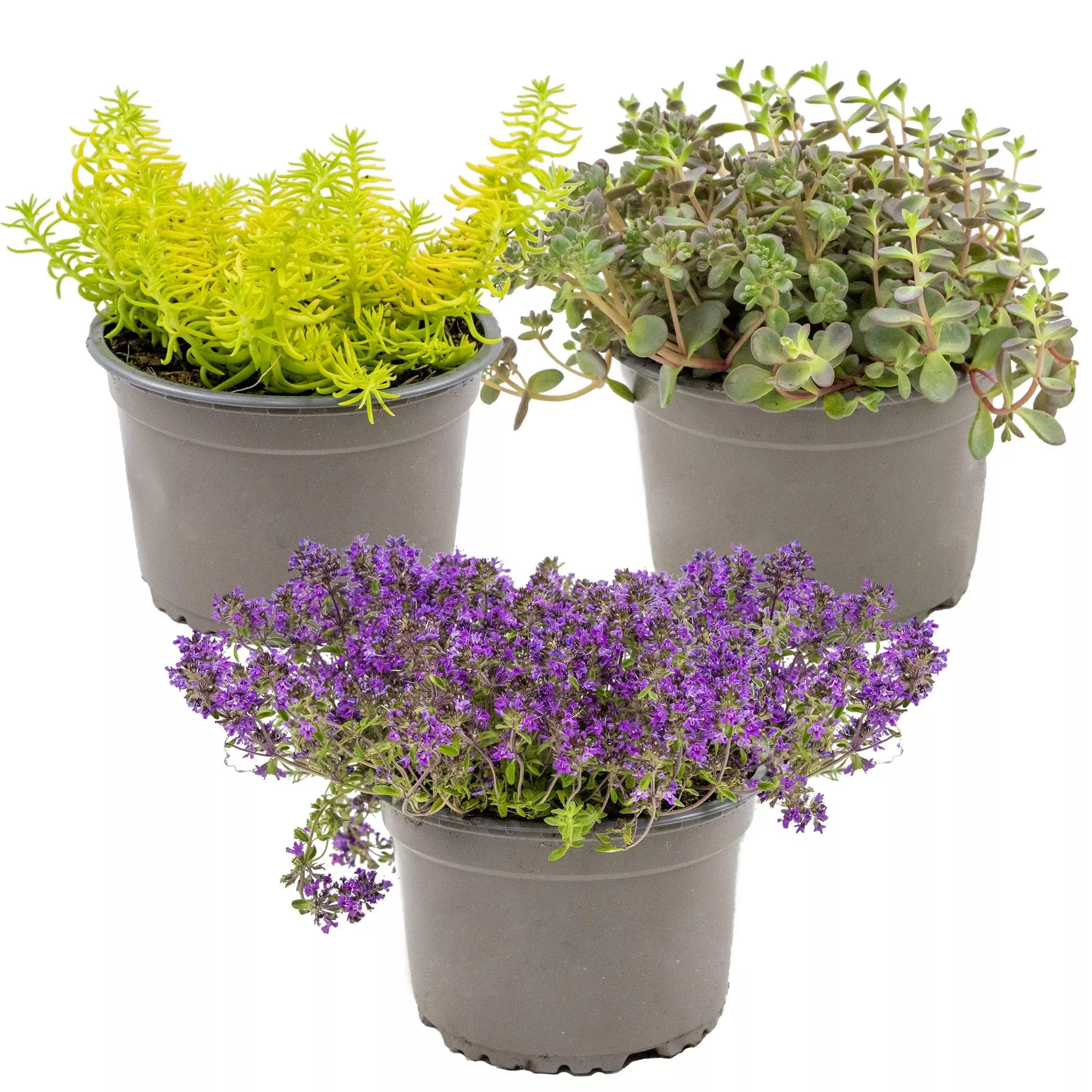 Casa Caron | 3er-Set Sedum-Mix günstig online kaufen