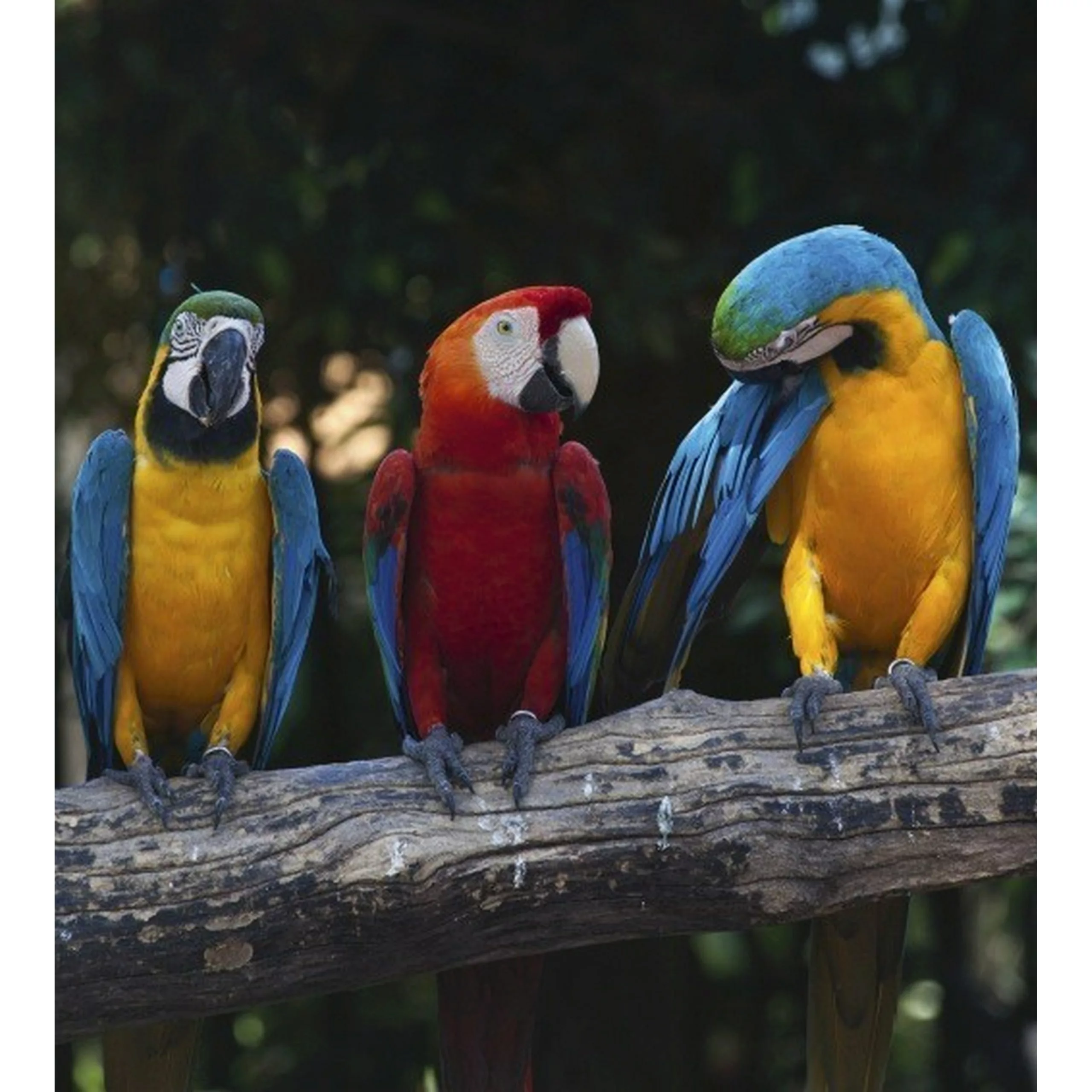 Fototapete COLOURFUL MACAW  | MS-3-0223 | Schwarz | Digitaldruck auf Vliest günstig online kaufen