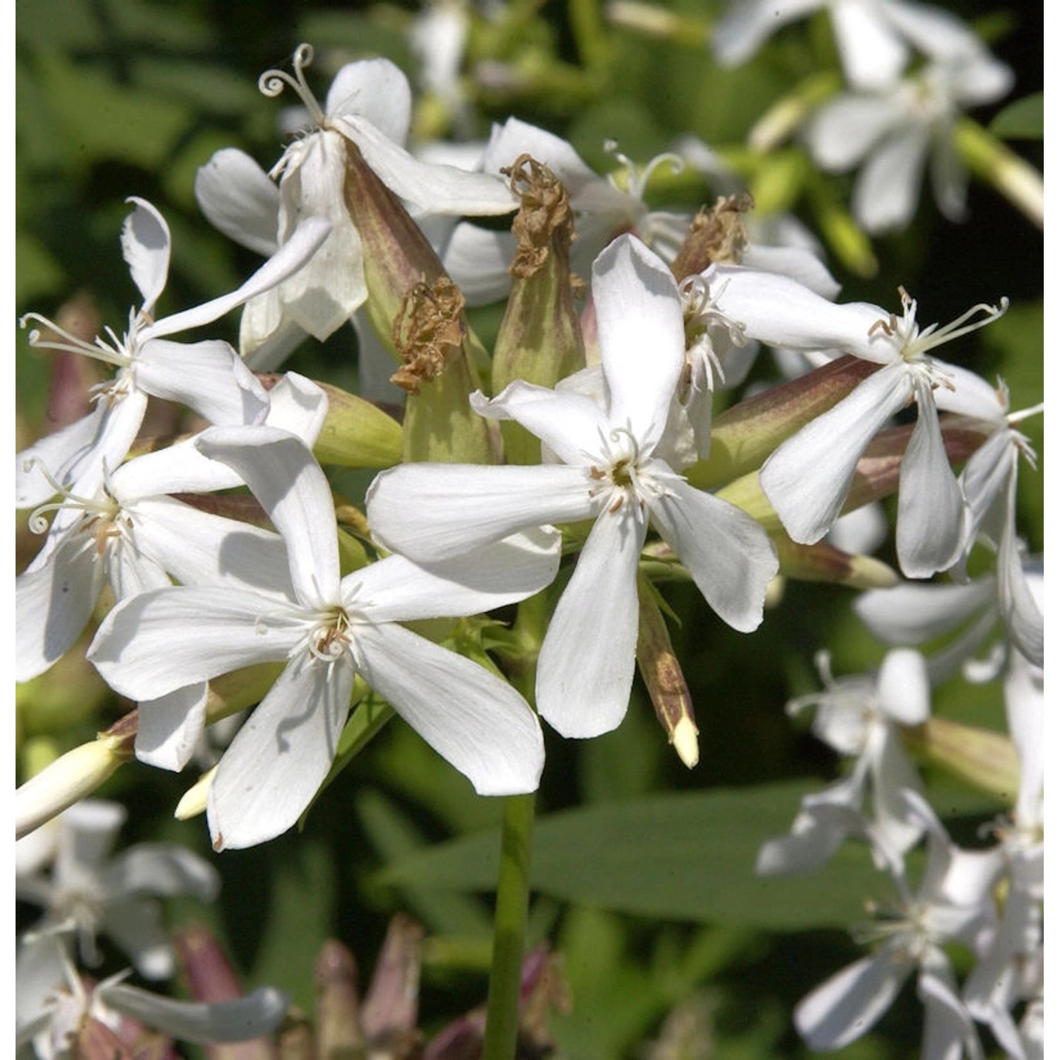 Gewöhnliches Seifenkraut - Saponaria officinalis günstig online kaufen