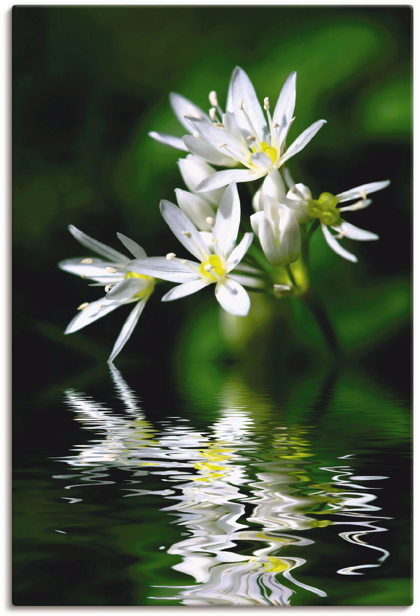 Artland Wandbild »Bärlauchblüten mit Wasserspiegelung«, Lebensmittel, (1 St günstig online kaufen