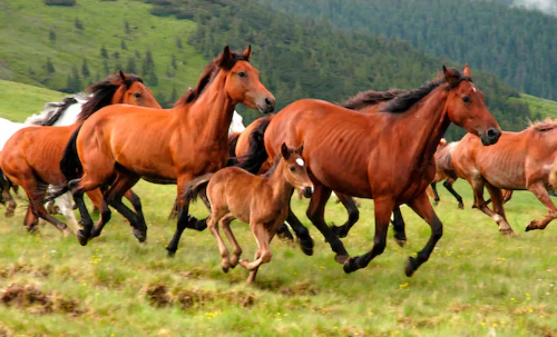 Papermoon Fototapete »Wild Horses« günstig online kaufen