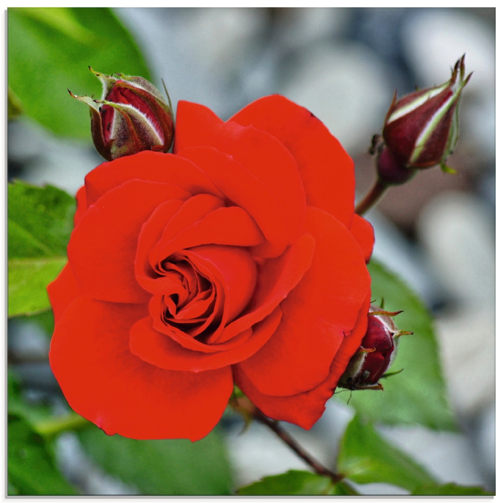 Artland Glasbild "Rote Rosenblüte mit Knospen", Blumen, (1 St.), in verschi günstig online kaufen