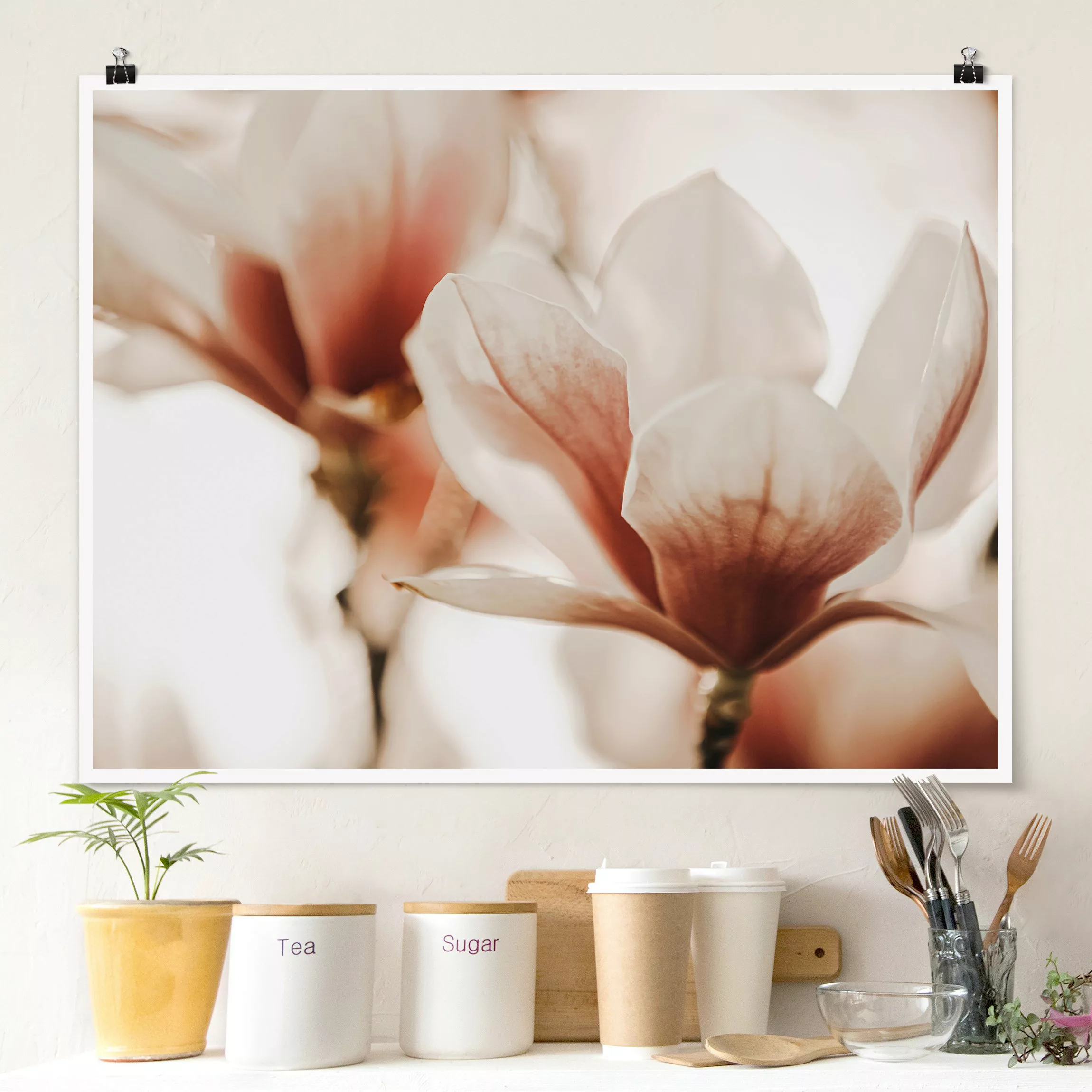 Poster Zarte Magnolienblüten im Lichtspiel günstig online kaufen