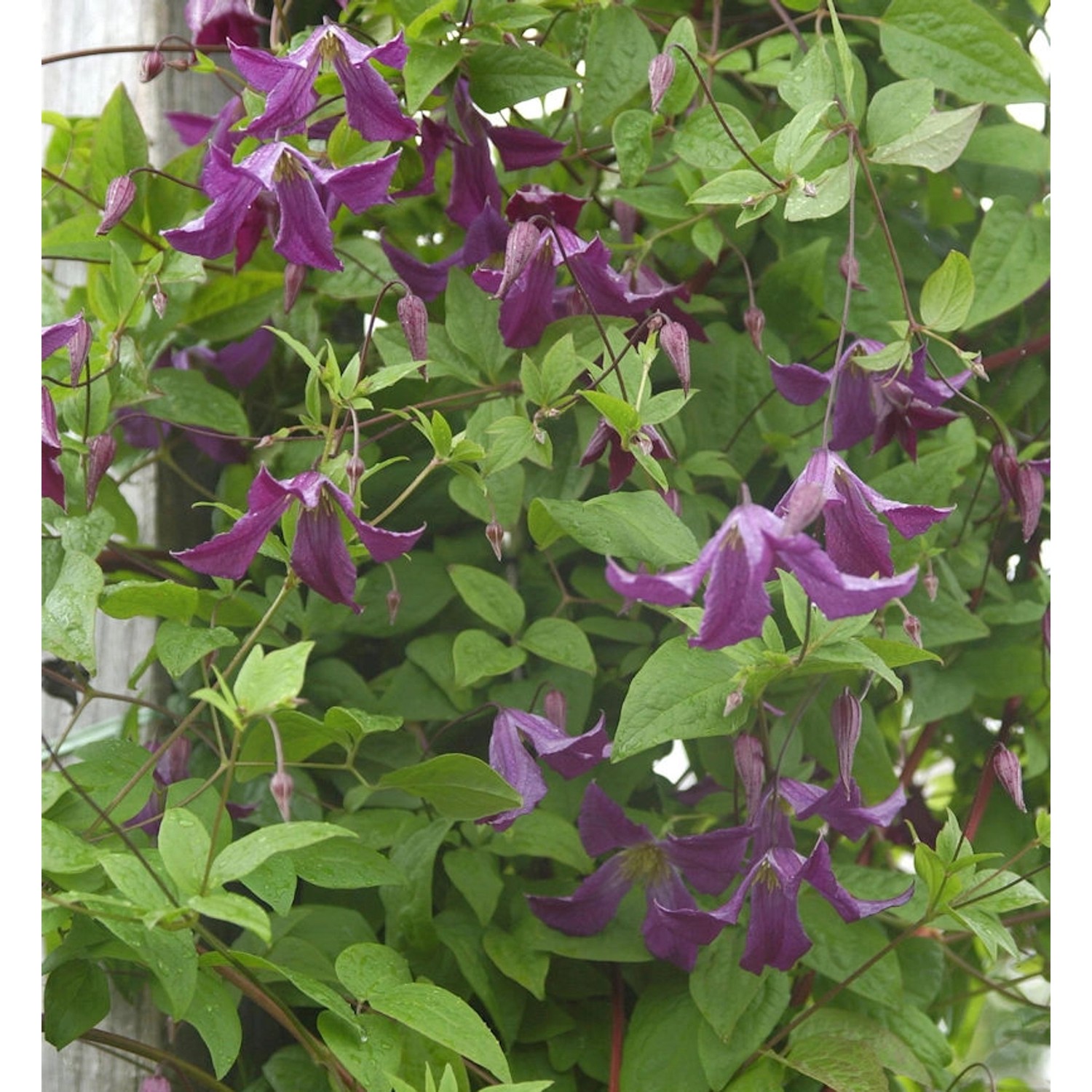 Robuste Waldrebe 60-80cm - Clematis viticella günstig online kaufen