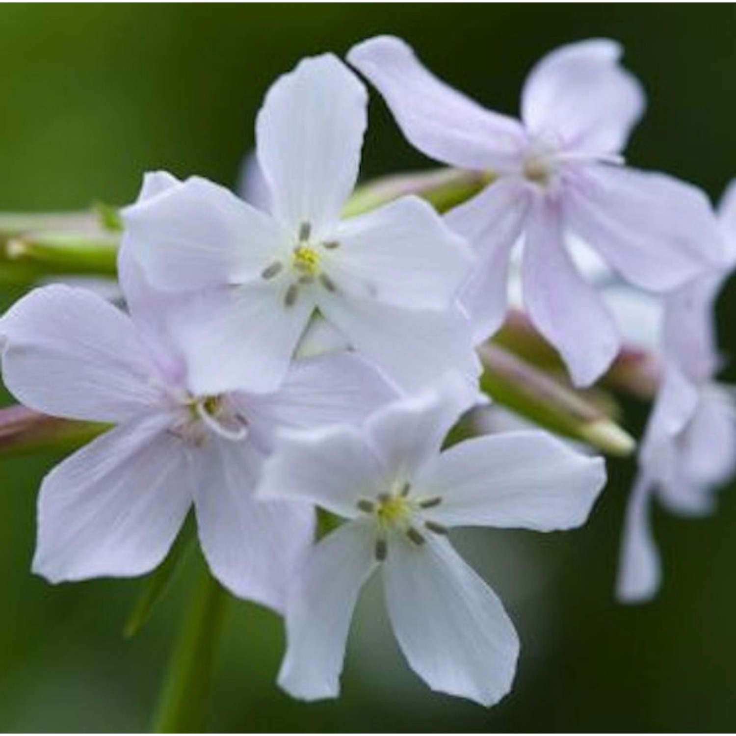 Gewöhnliches Seifenkraut Alba - Saponaria officinalis günstig online kaufen