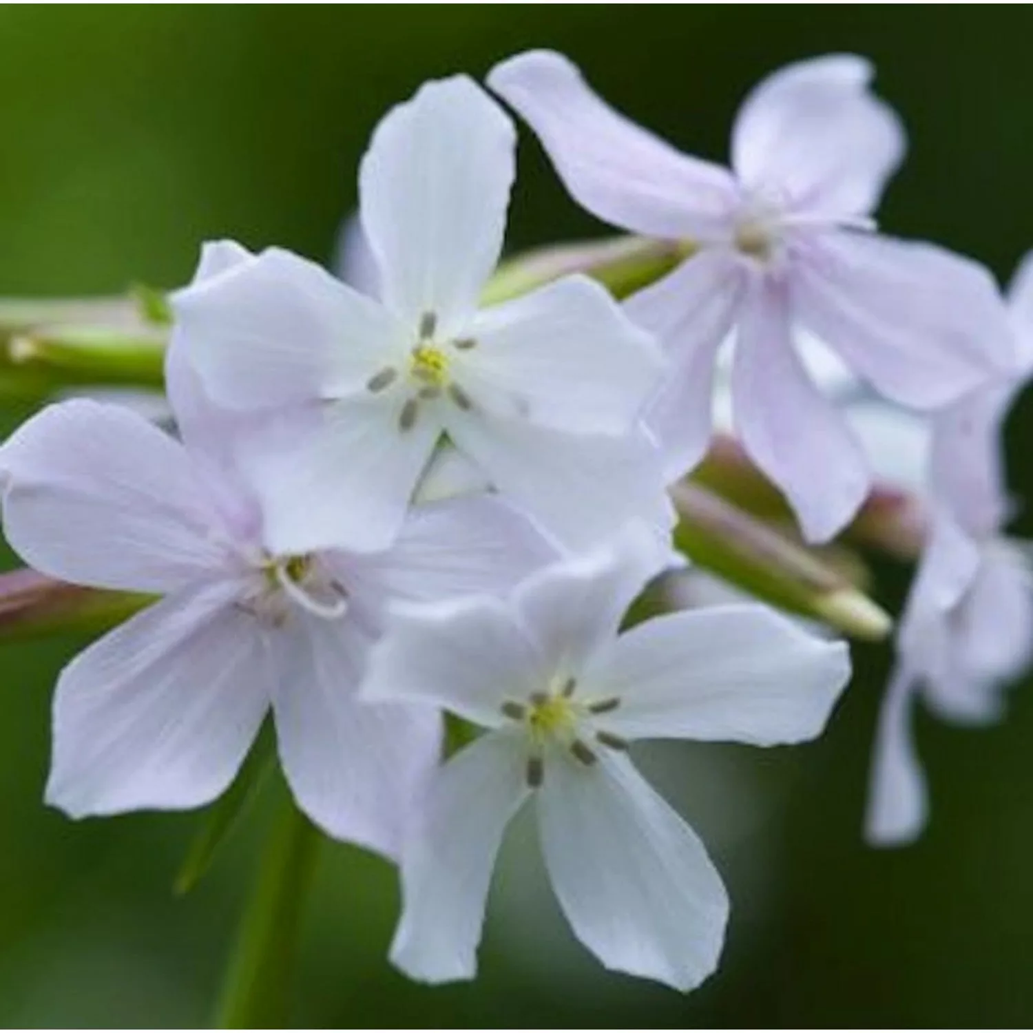 Gewöhnliches Seifenkraut Alba - Saponaria officinalis günstig online kaufen