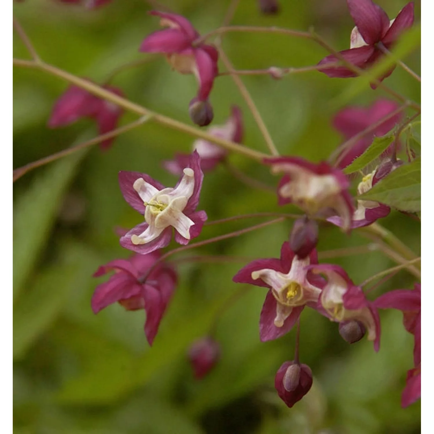 Elfenblume rot - Epimedium rubrum günstig online kaufen