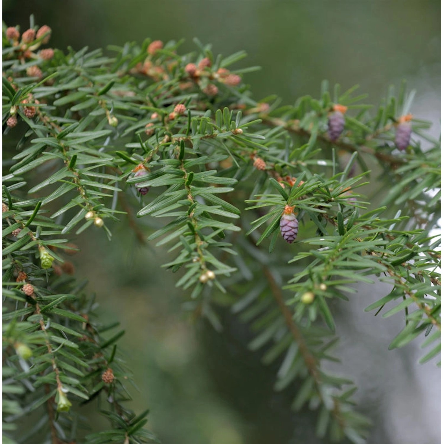 Westamerikanische Hemlocktanne 60-80cm - Tsuga heterophylla günstig online kaufen