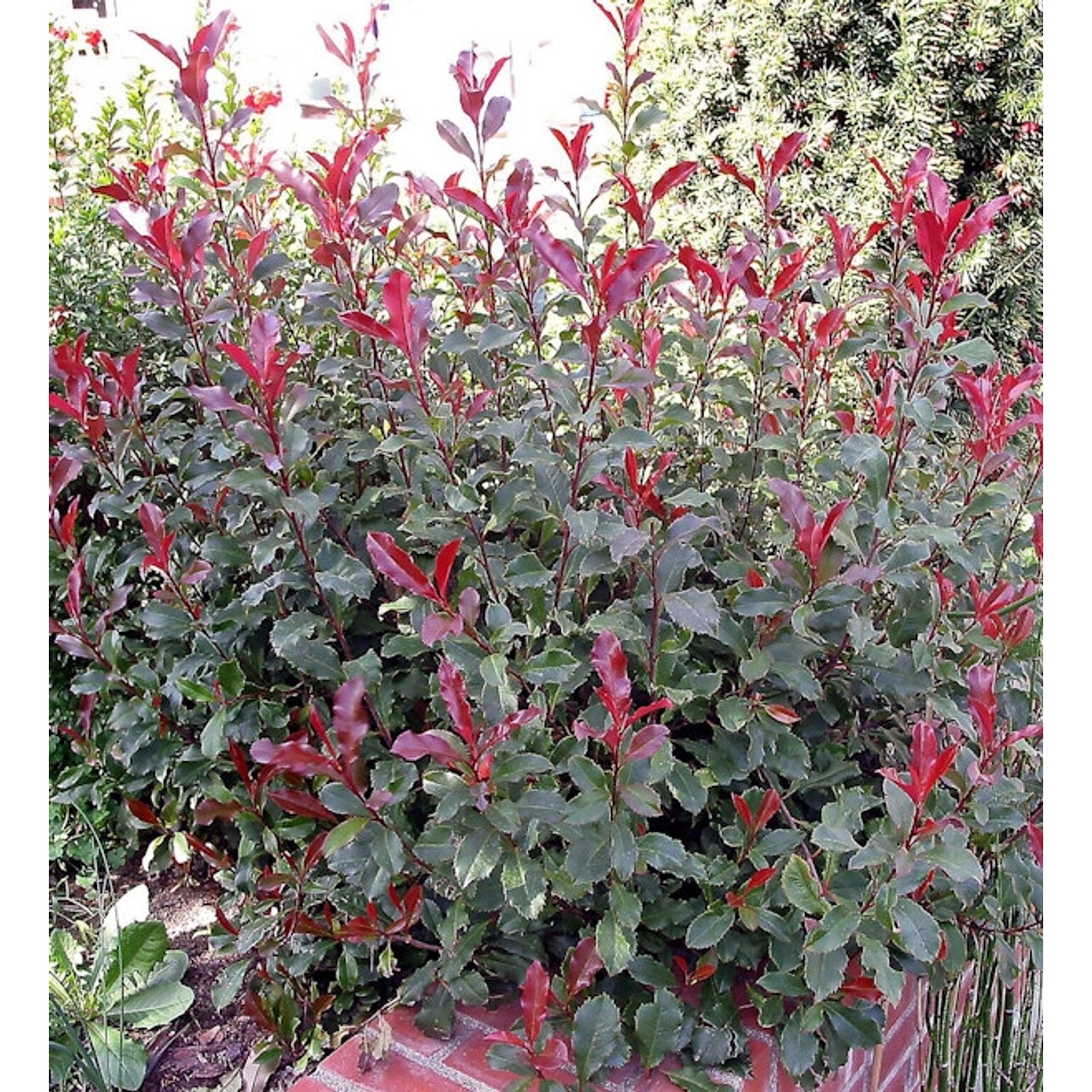 Zwerg Glanzmispel Corallina 30-40cm - Photinia fraseri günstig online kaufen