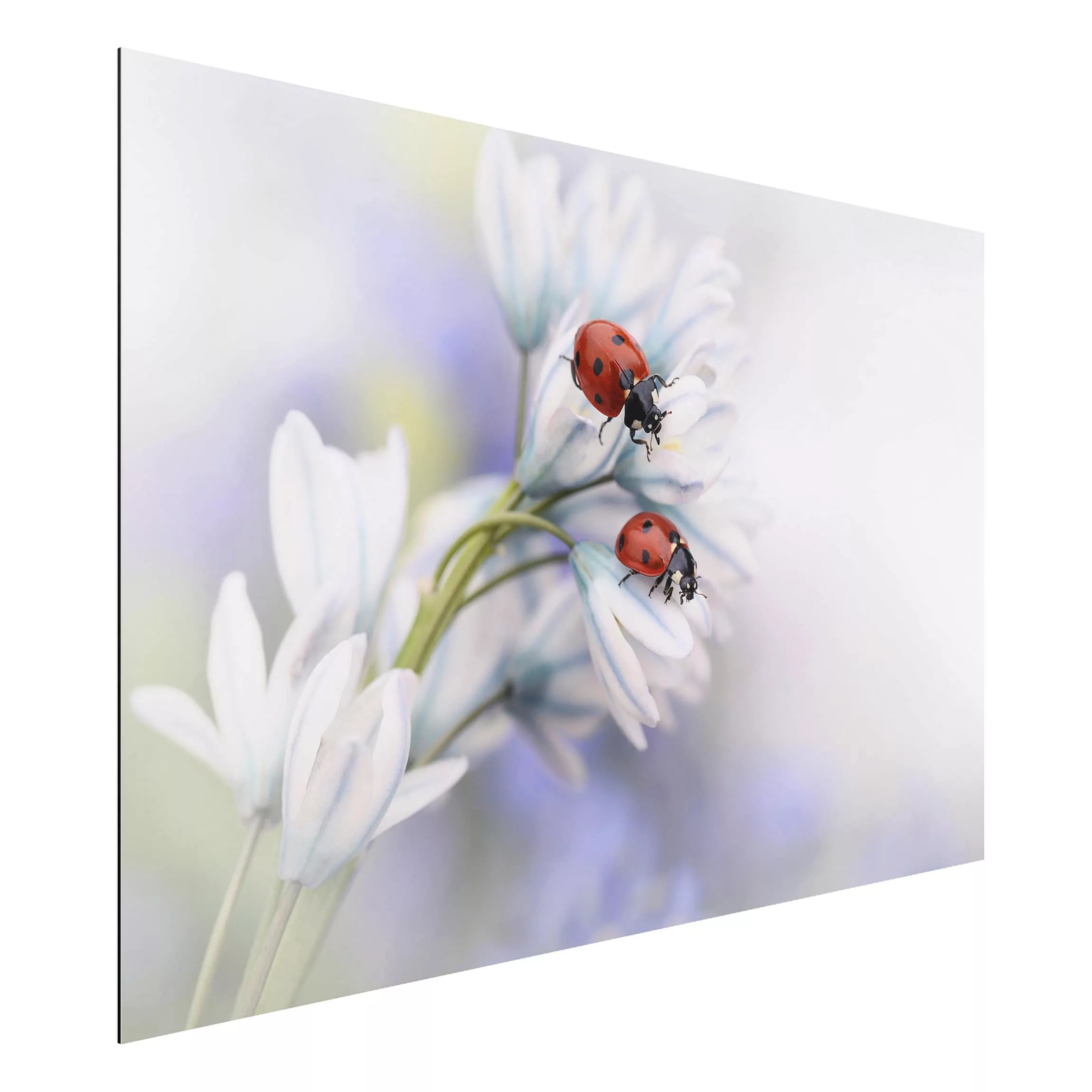 Alu-Dibond Bild Blumen - Querformat 3:2 Marienkäfer Paar günstig online kaufen