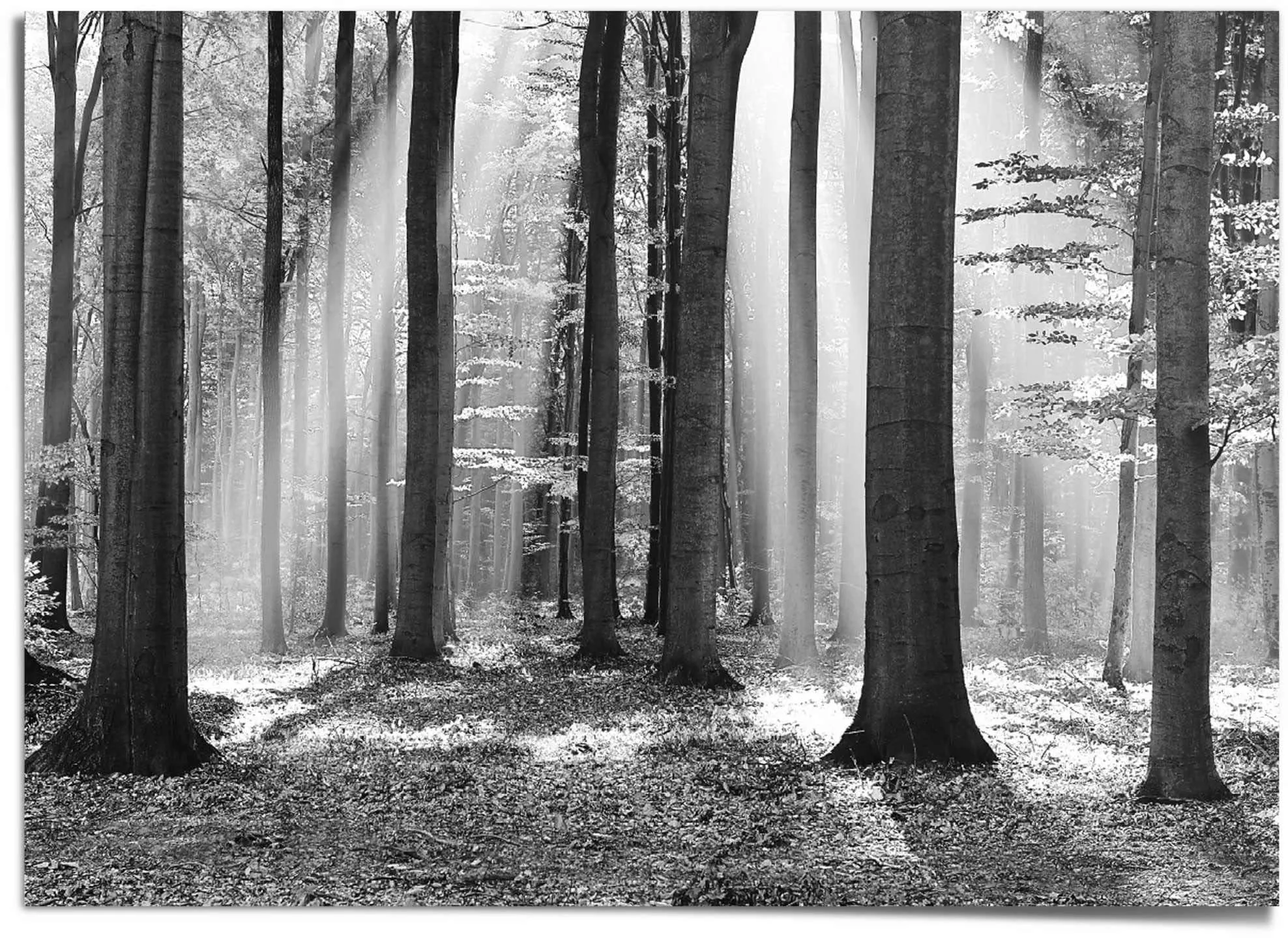 Reinders Poster "Weißer Wald" günstig online kaufen