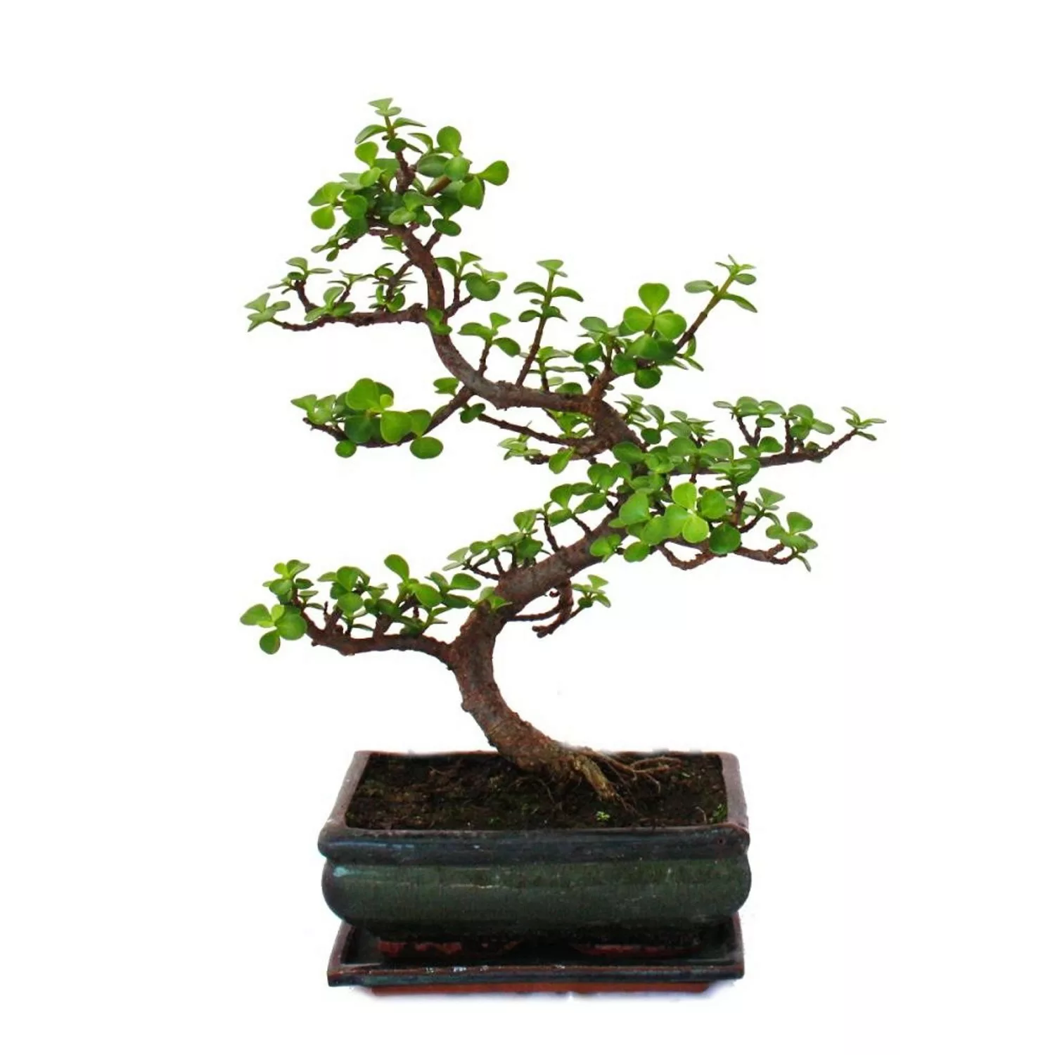 Exotenherz Bonsai Portulacaria Afra Jadebaum Afrikanischer Elefantenbaum ca günstig online kaufen