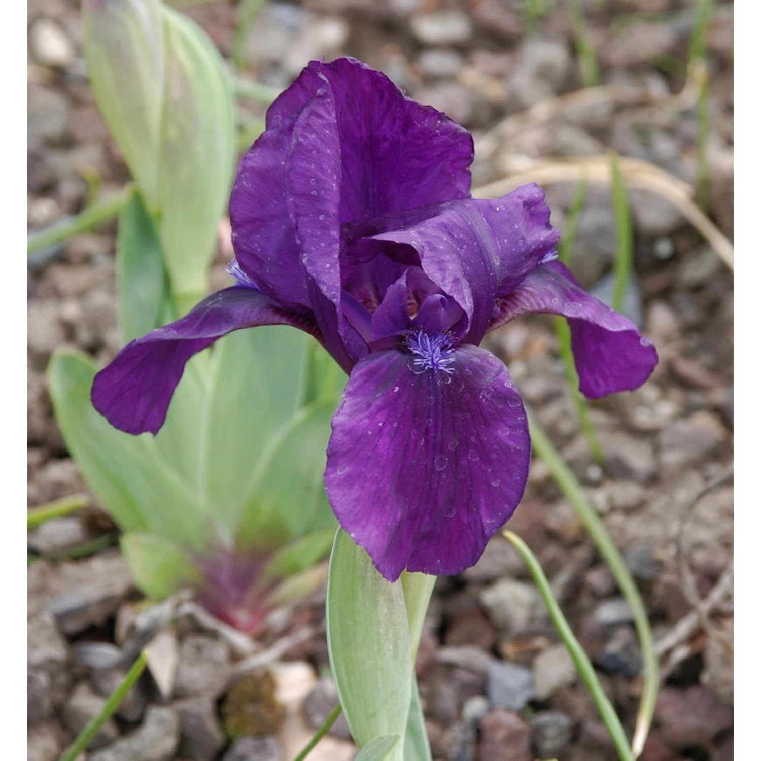 Zwergschwertlilie Hamburger Nacht - Iris barbata nana günstig online kaufen