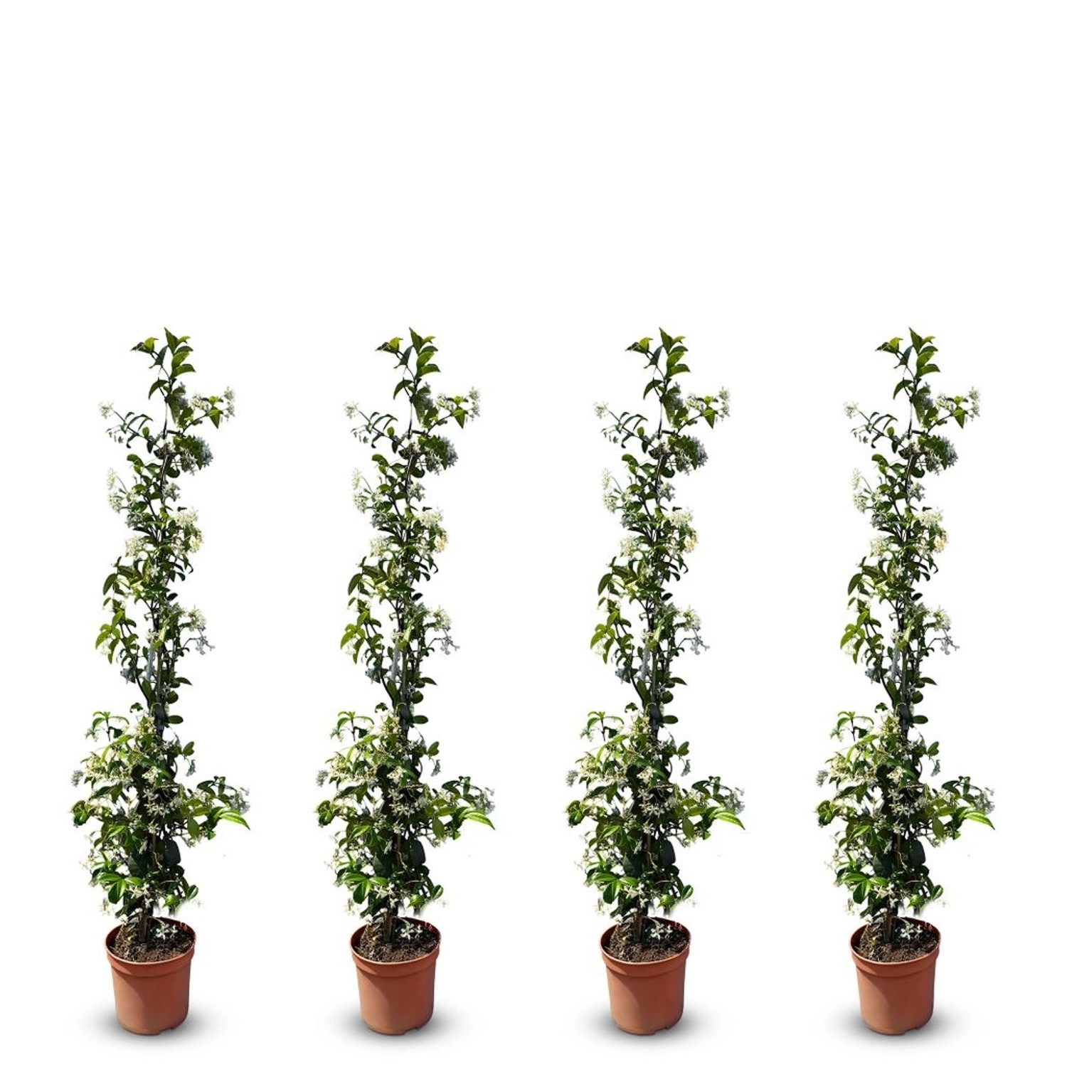 Sunny-Tree Toskanischer Jasmin 4 Stück Kletterpflanze und Außenpflanze  Wid günstig online kaufen