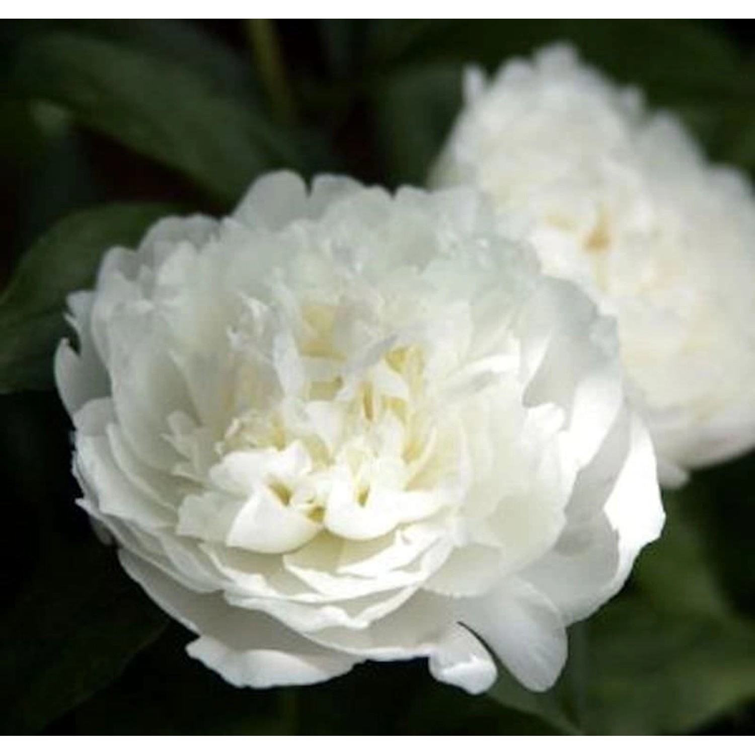 Edelpfingstrose Duchesse de Nemours - Paeonia lactiflora günstig online kaufen