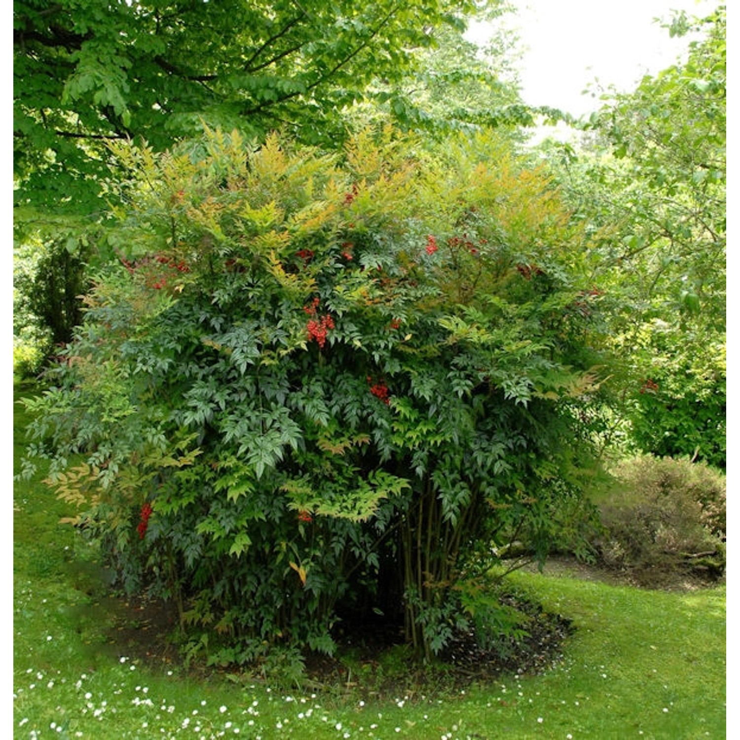 Himmelsbambus 60-80cm - Nandina domestica günstig online kaufen