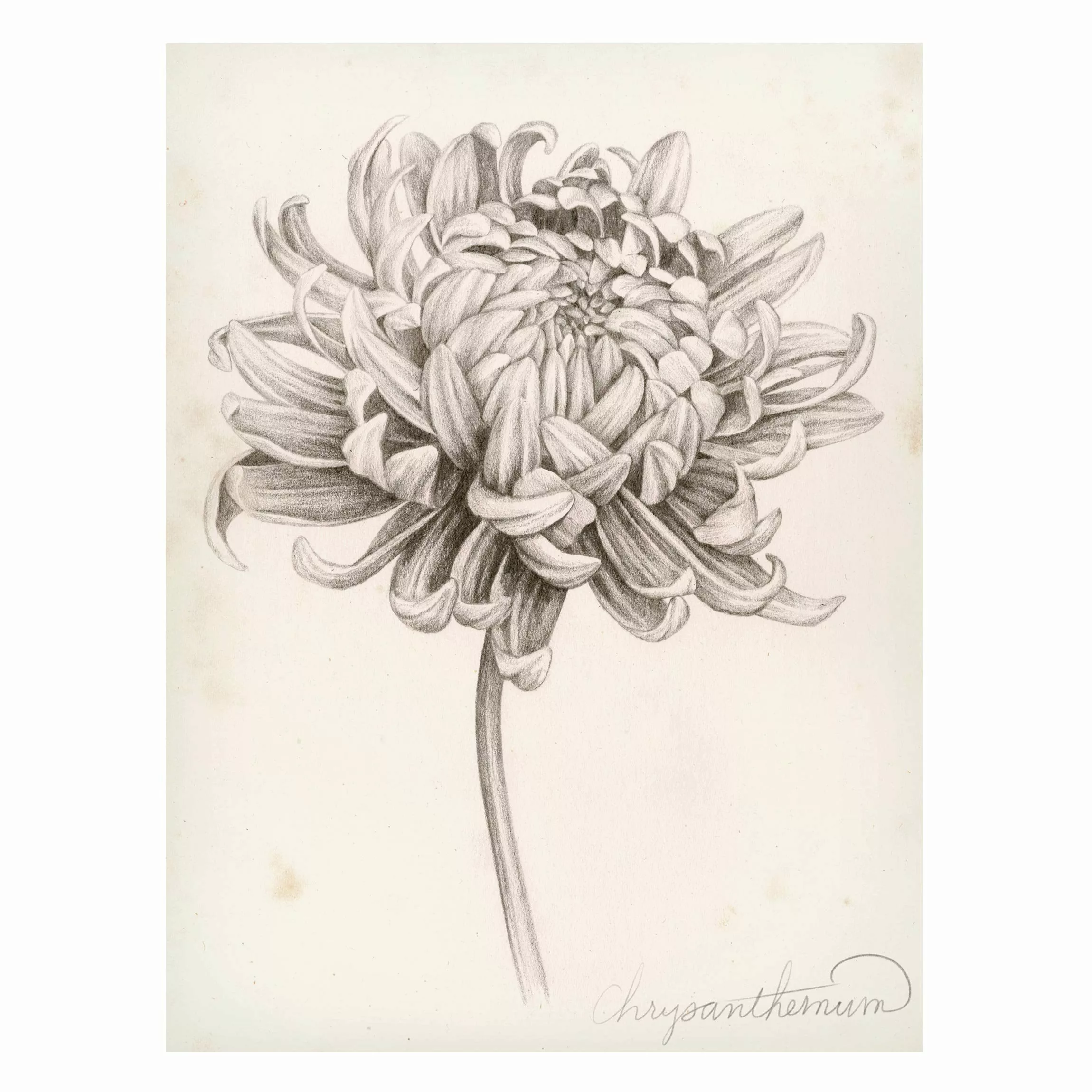 Magnettafel Blumen - Hochformat 3:4 Botanische Studie Chrysantheme I günstig online kaufen