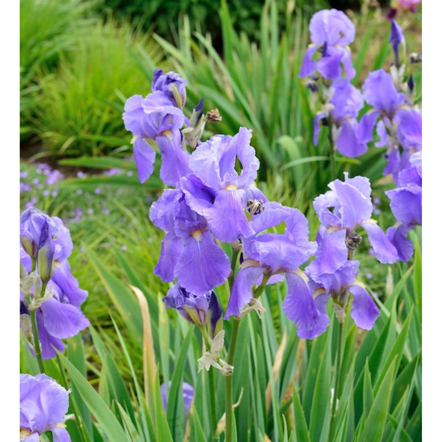 Schwertlilie Empress of India - Iris barbata günstig online kaufen