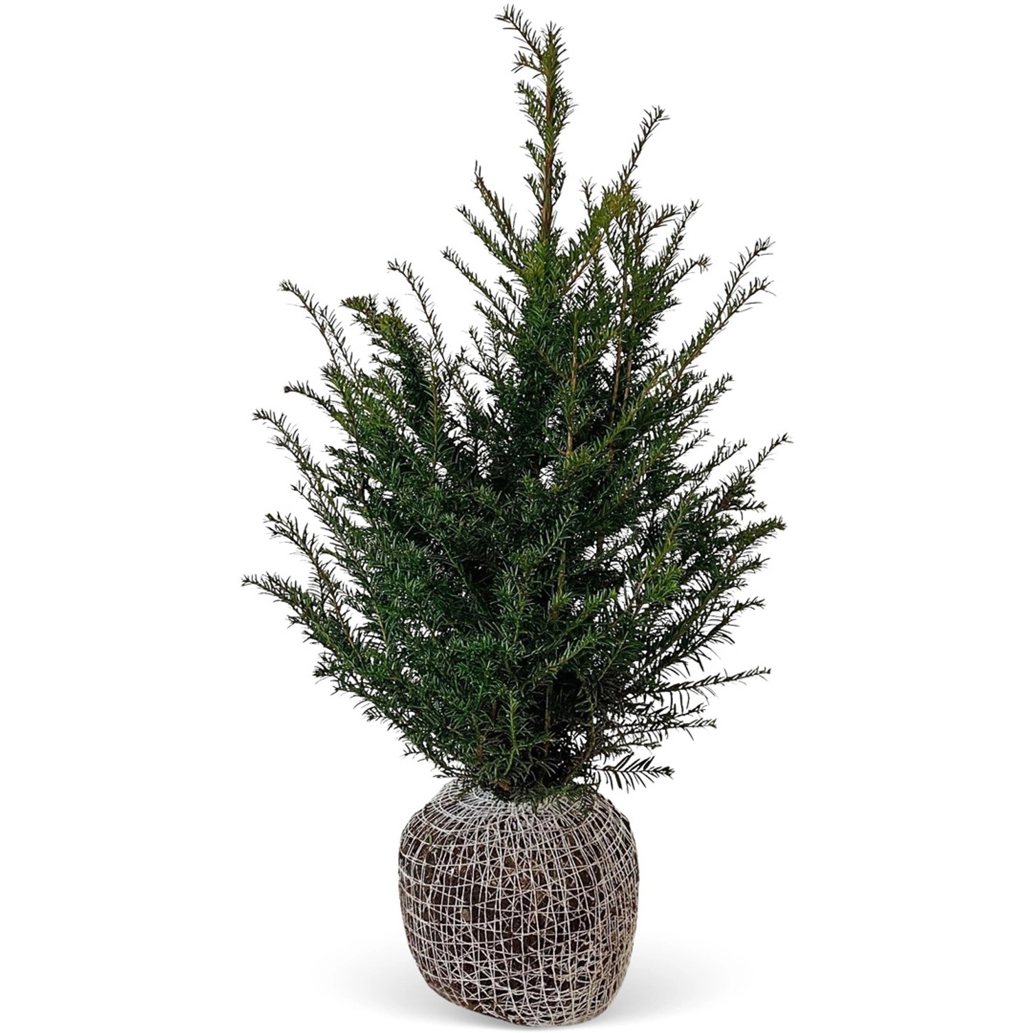 Eibe Set à 45 Stück Höhe ca. 80 - 100 cm Ballenware Taxus baccata günstig online kaufen